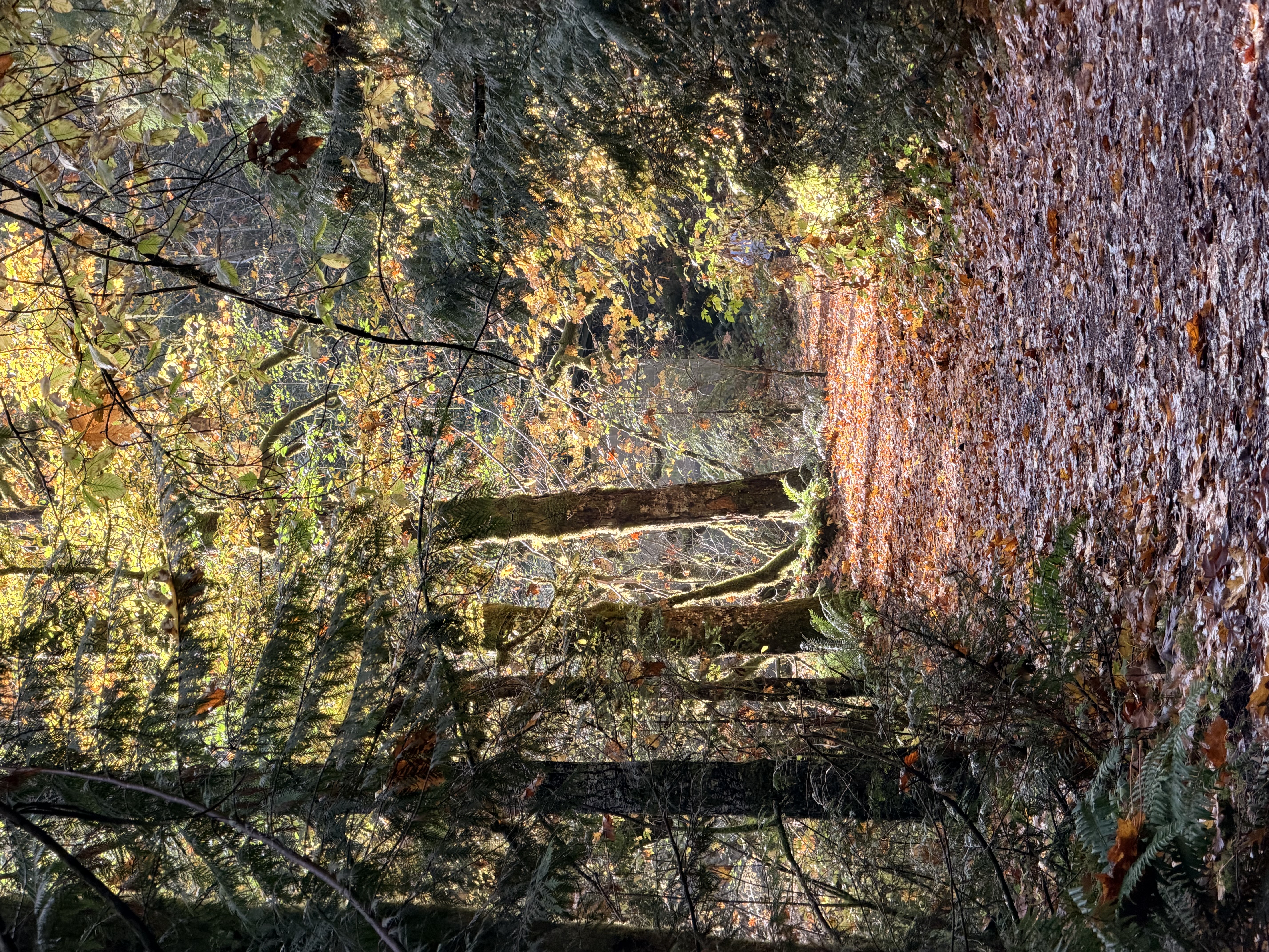 Rocky Brook Falls Photo Bundle (5 Natural Images) 2