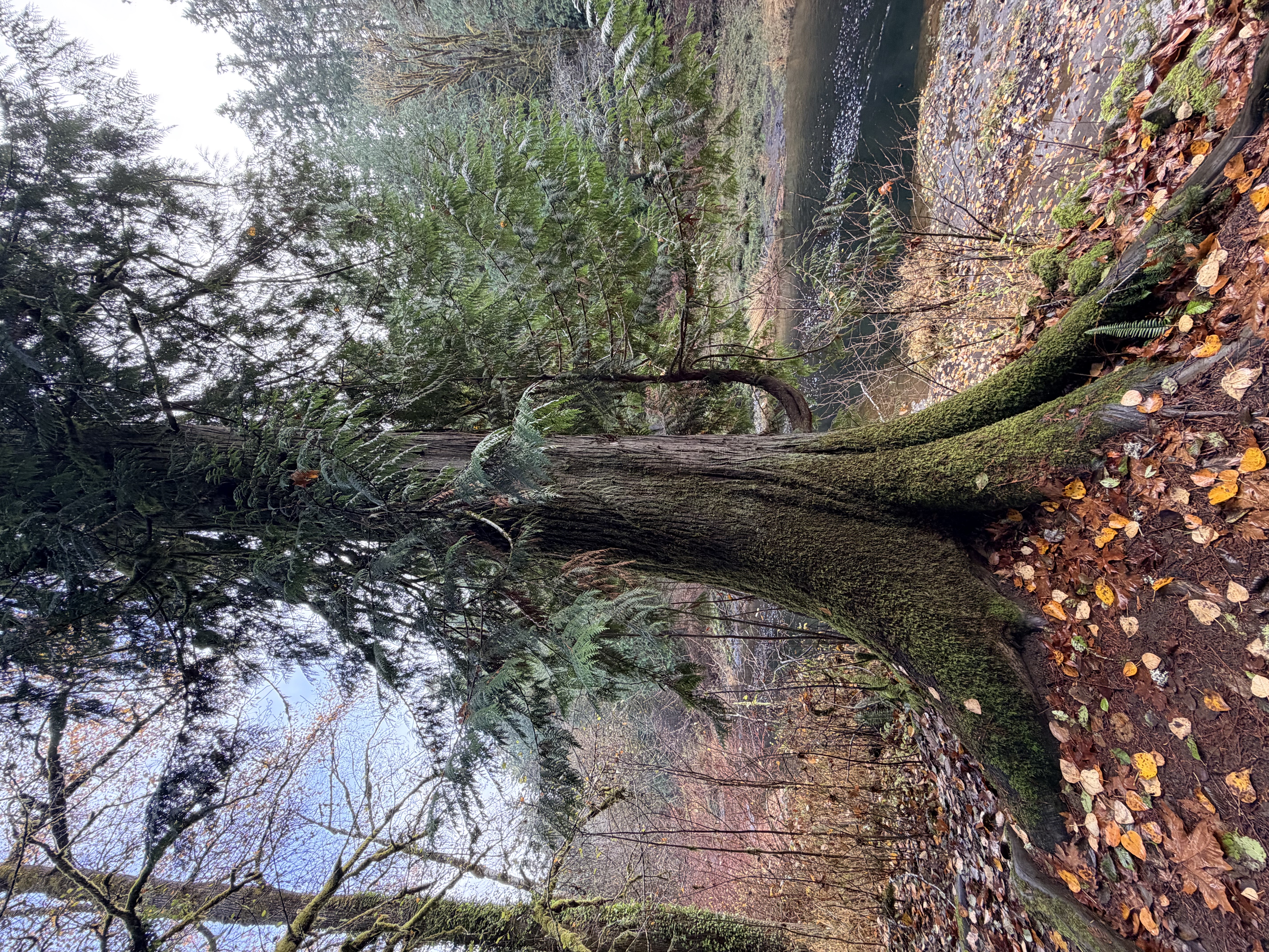 Rainbow Falls State Park Photo Bundle (5 Natural Images)