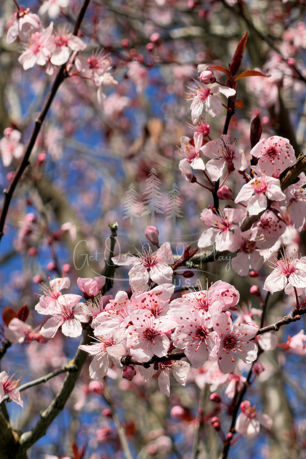 Flowering Plum Tree in Bloom – Pacific Northwest Spring Blossom Photo | Floral Nature Image for Bloggers & Creators