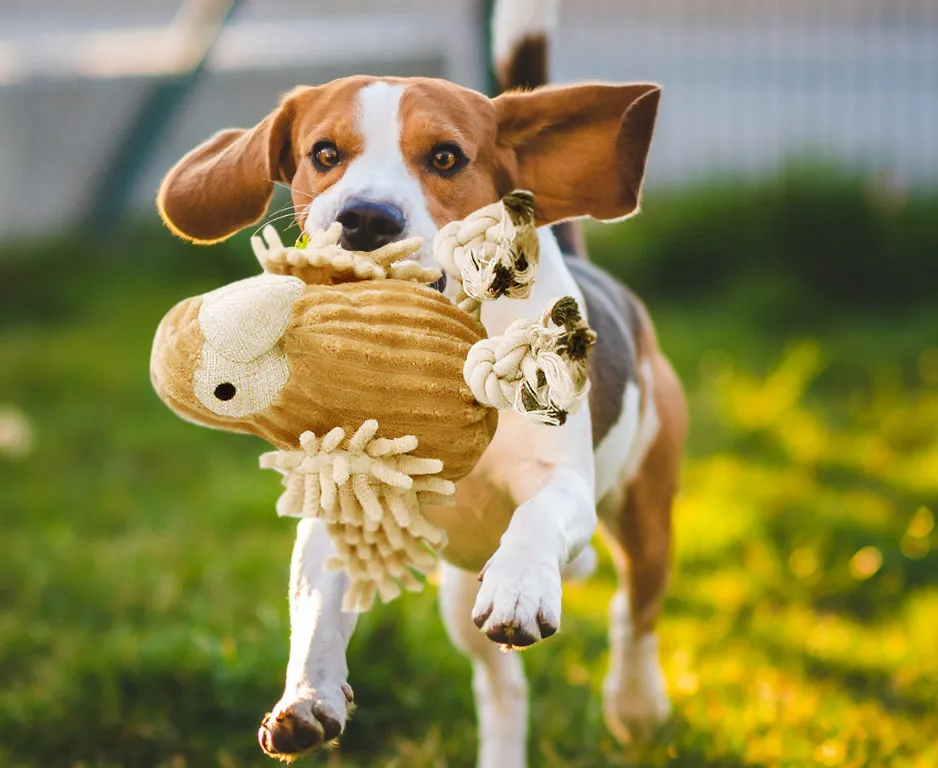 Pelúcia Toy Pássaro 