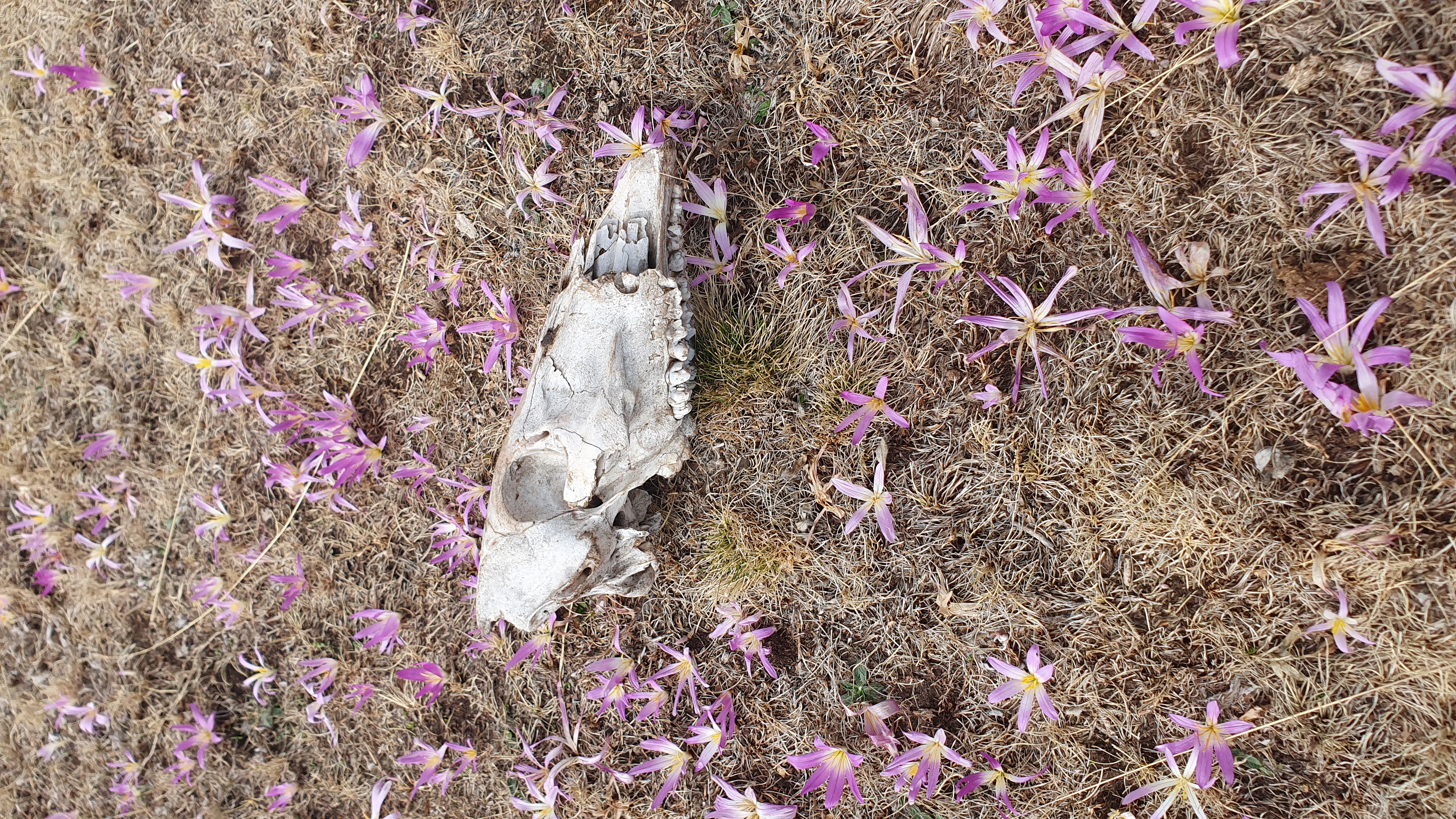 Travesía Gredos y Almanzor 5 días