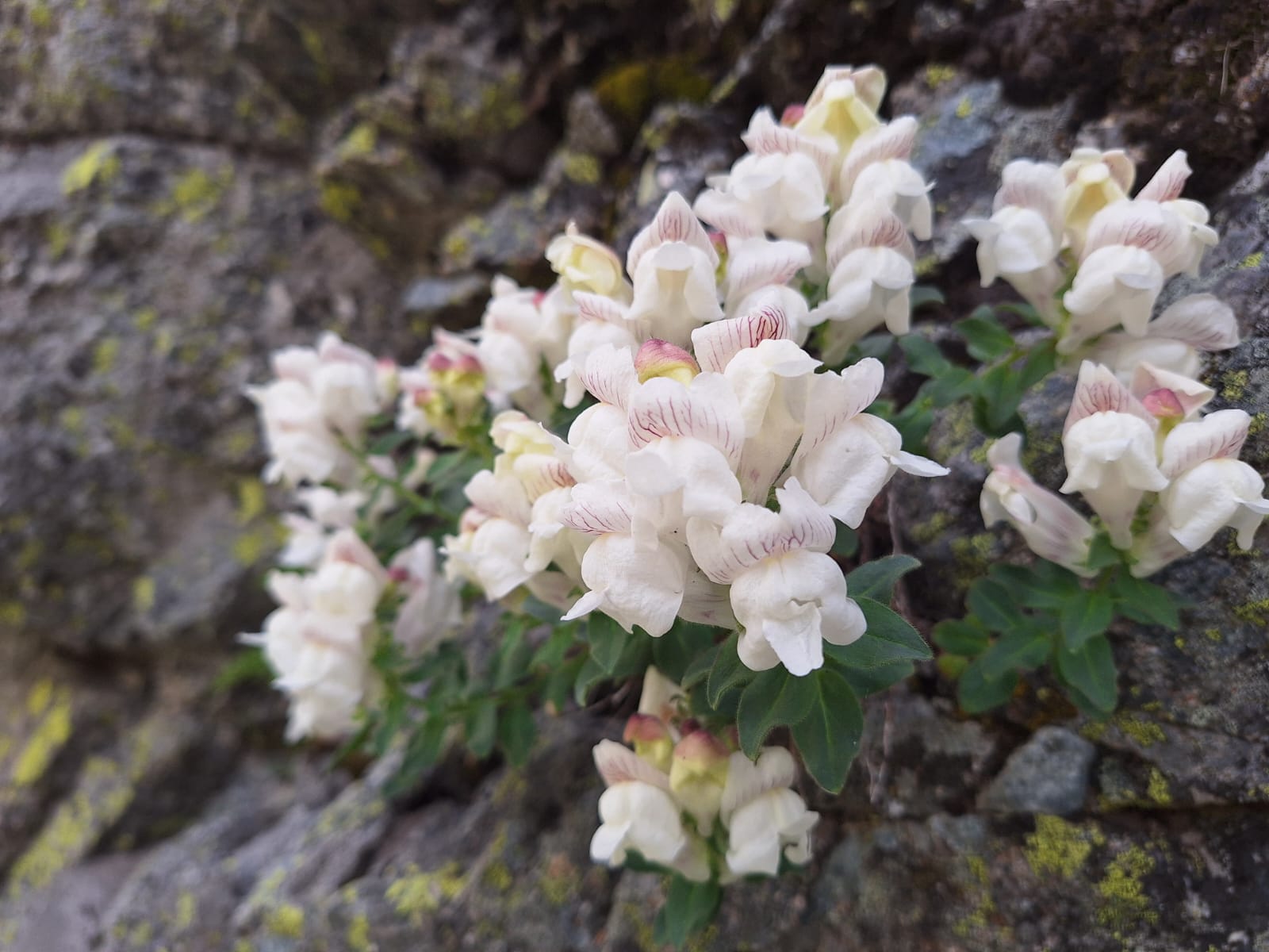 Integral del Circo de Gredos