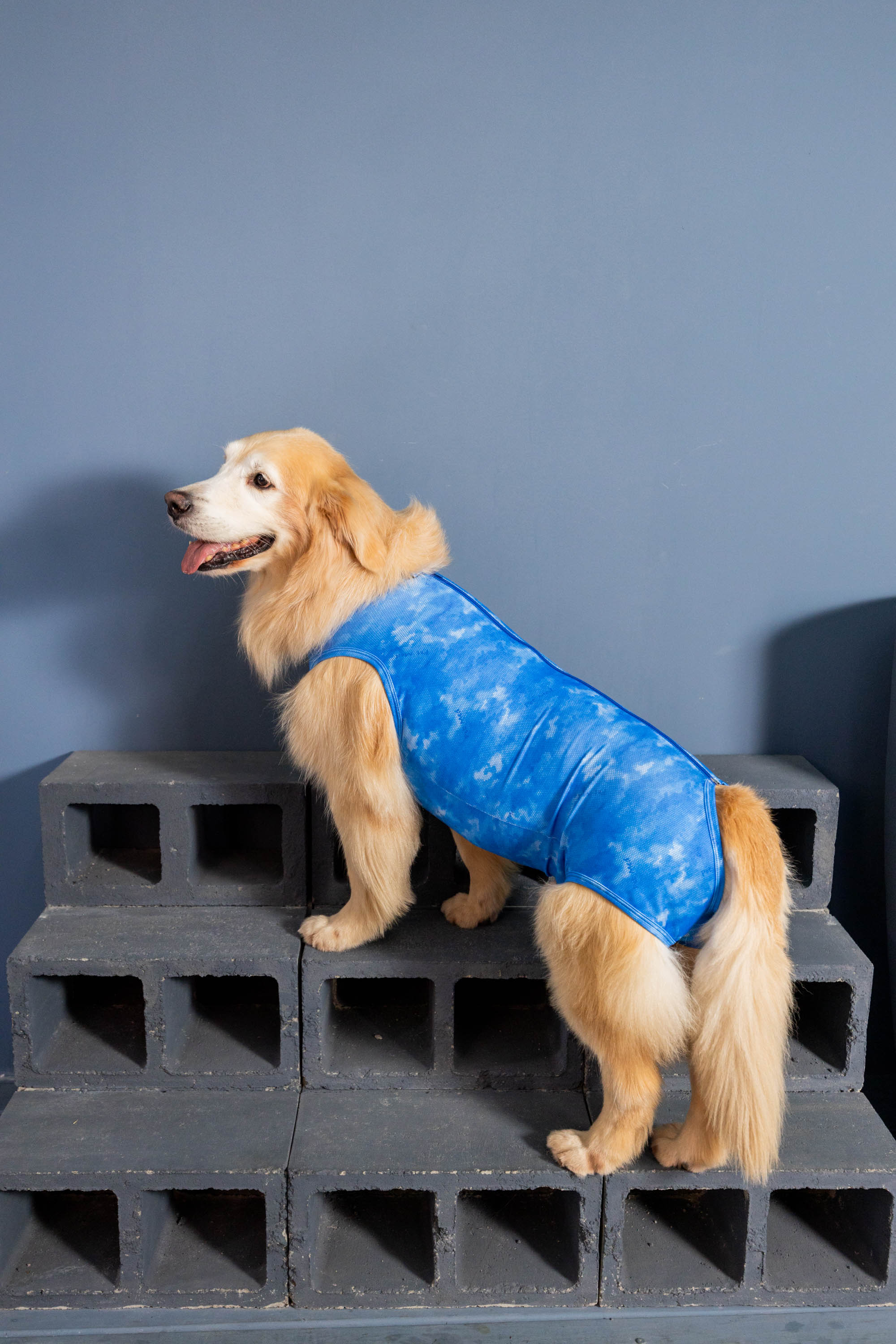 PARA PERROS CIRUGIAS ABDOMINALES DRY LIGHT SUPREME