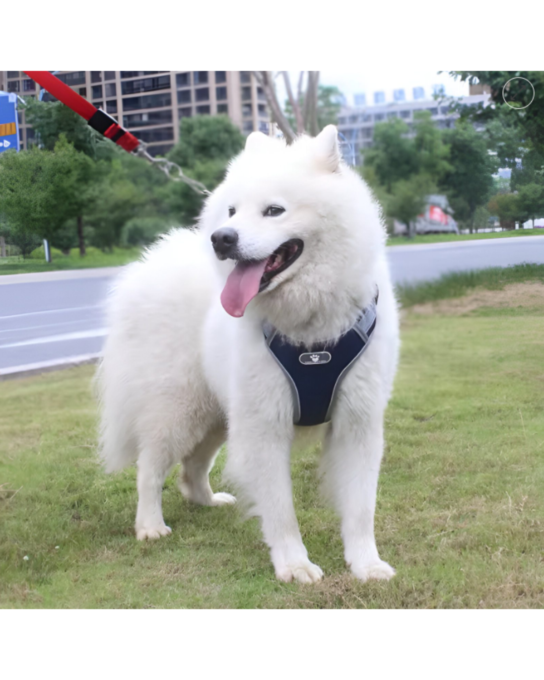 Arnes Reflex Resistentes 