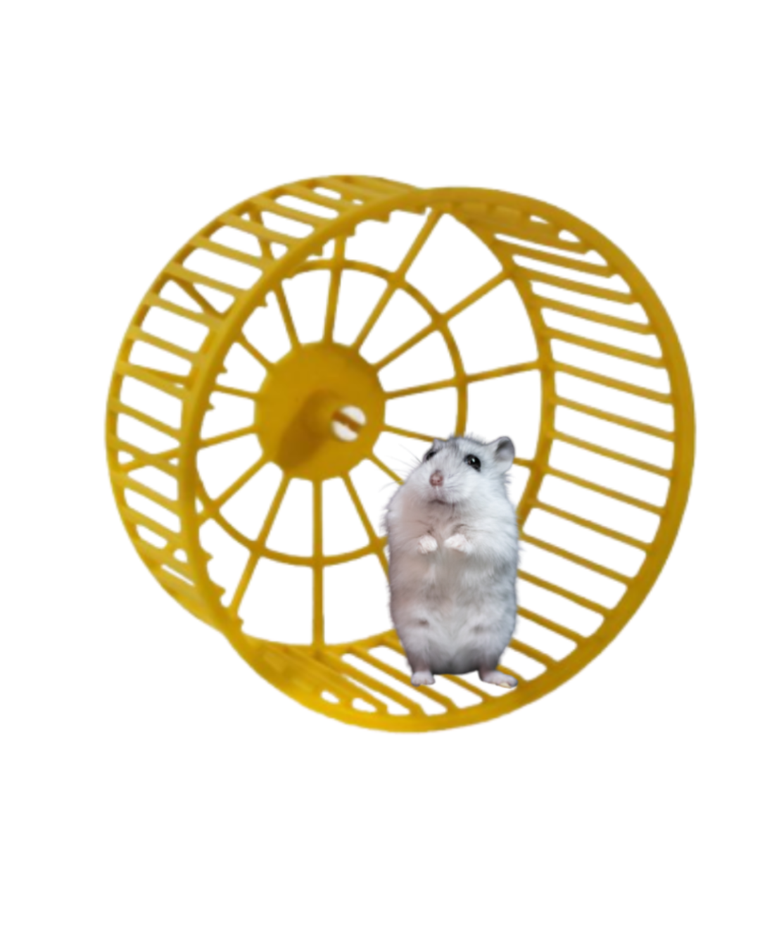 Rueda para hamster 