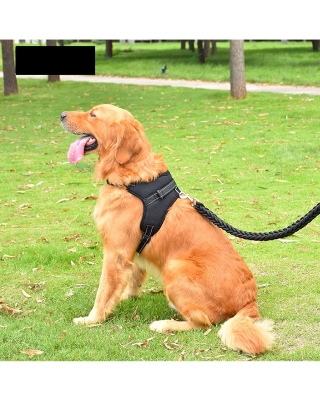 Arnes reforzado acolchonado 