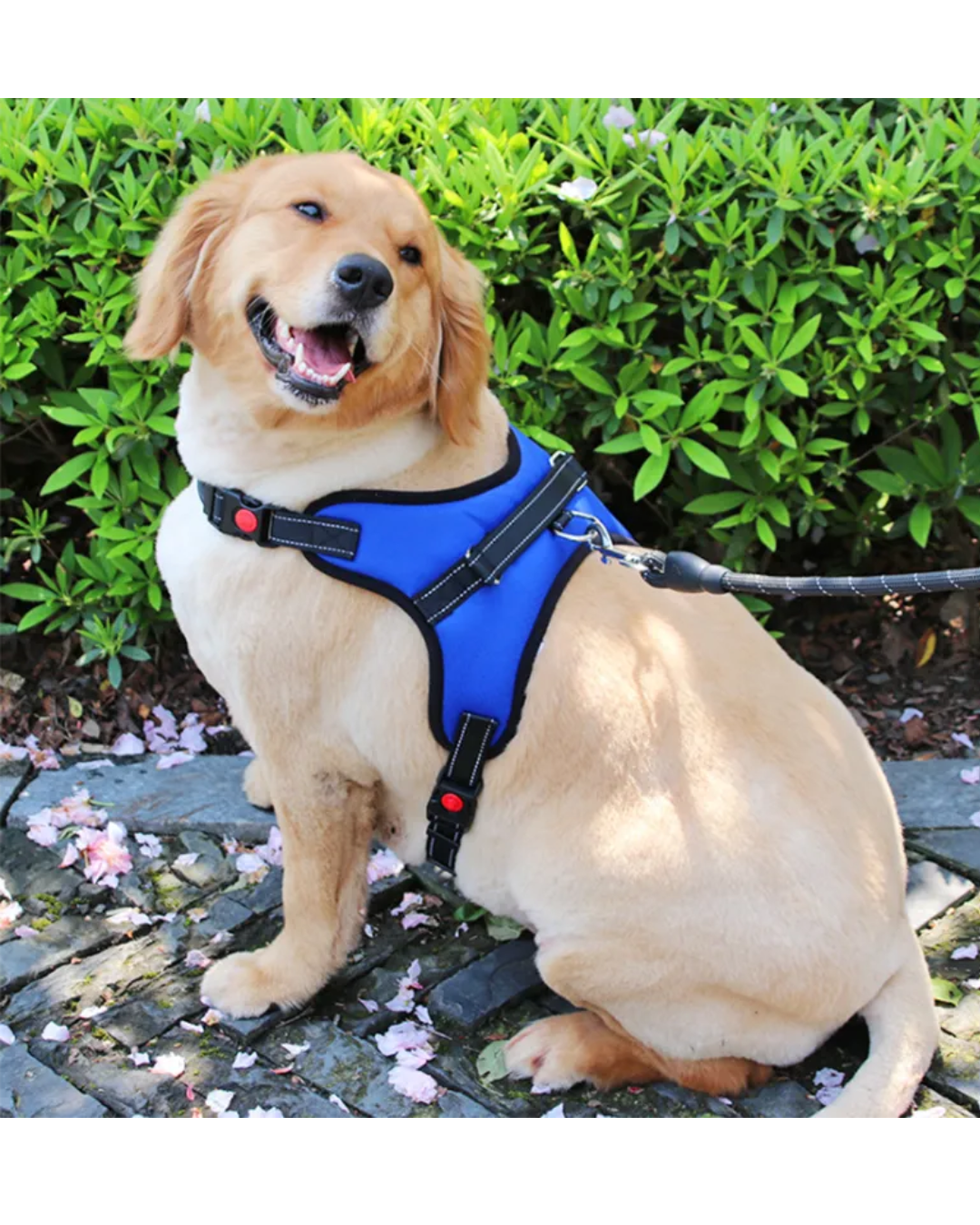 Arnes reforzado acolchonado 