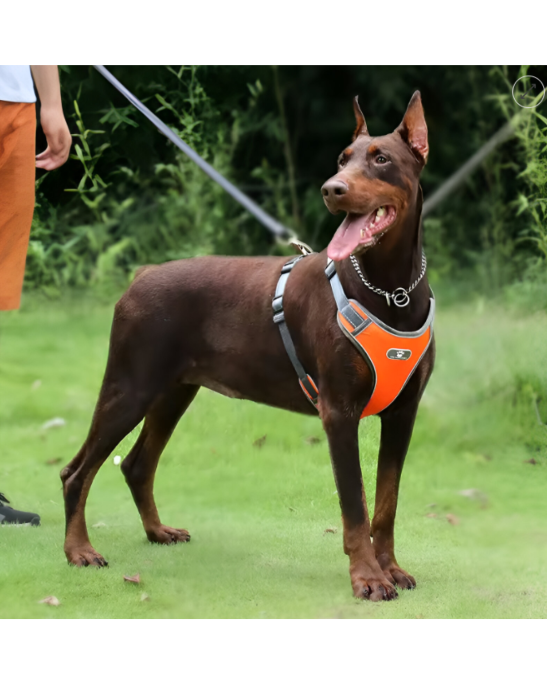 Arnes Reflex Resistentes 