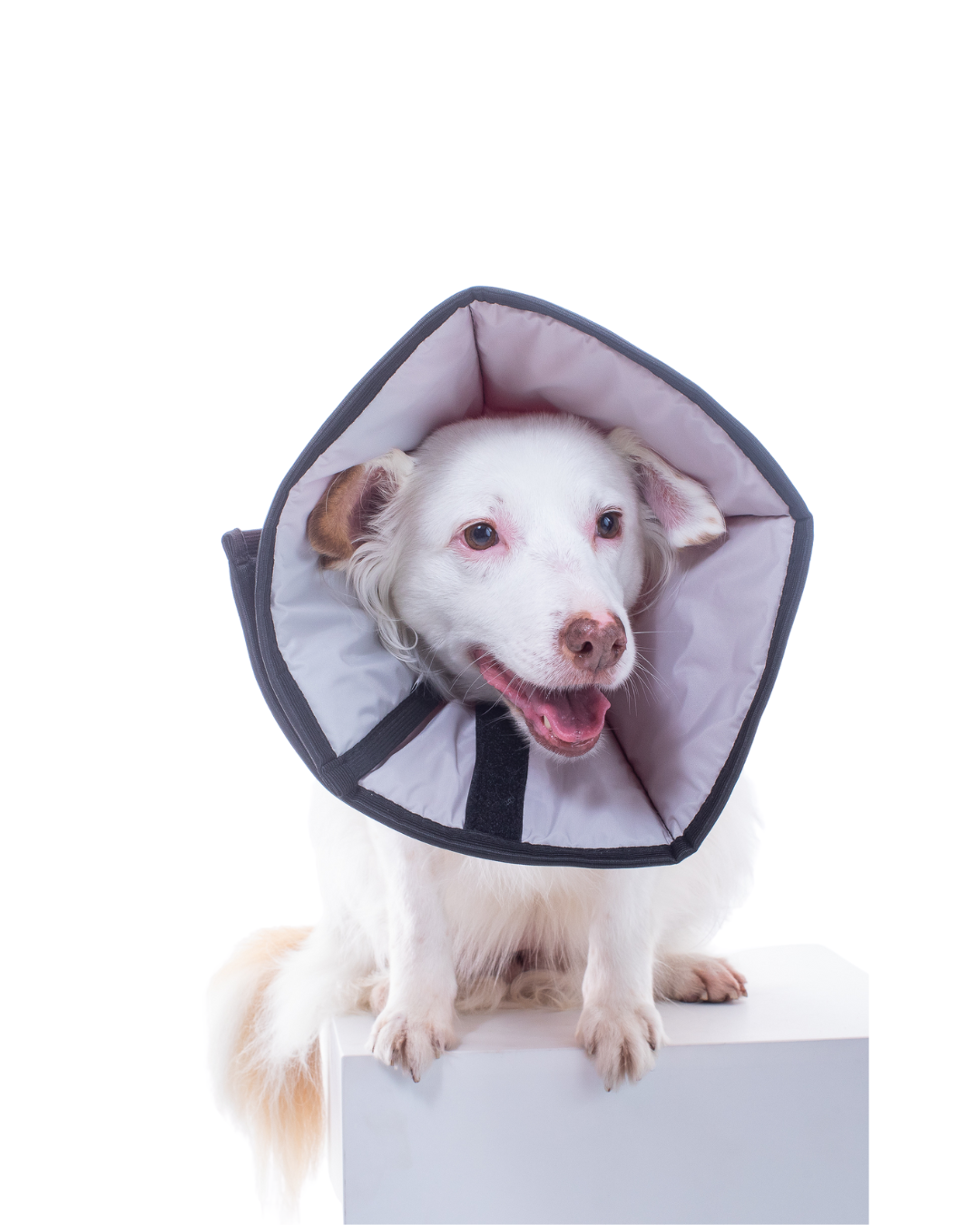 COLLAR CONFORT C/VELCRO