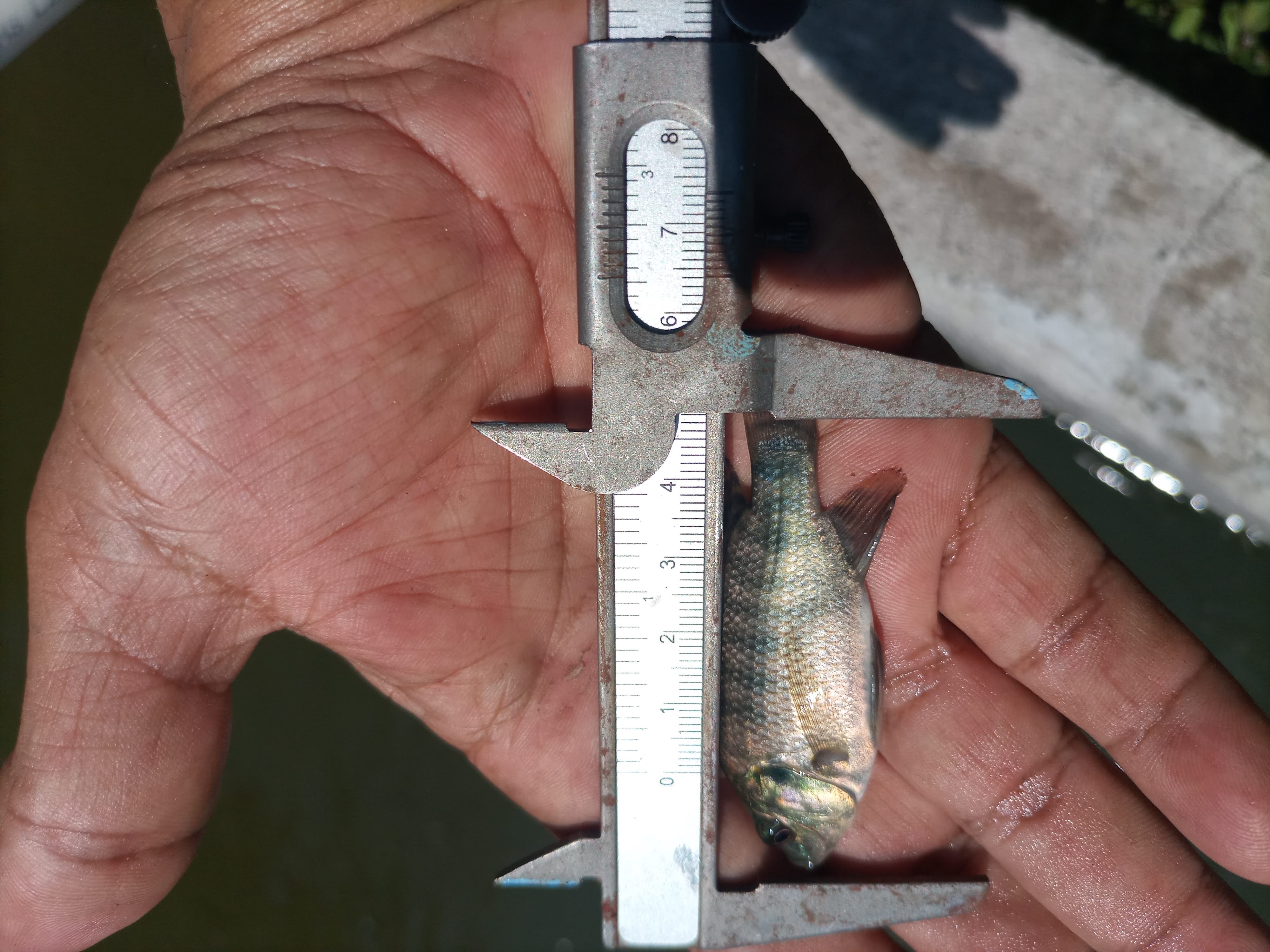 Crías Masculinizadas de Tilapia