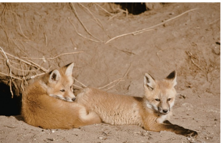 The Adventure Of Two Foxes