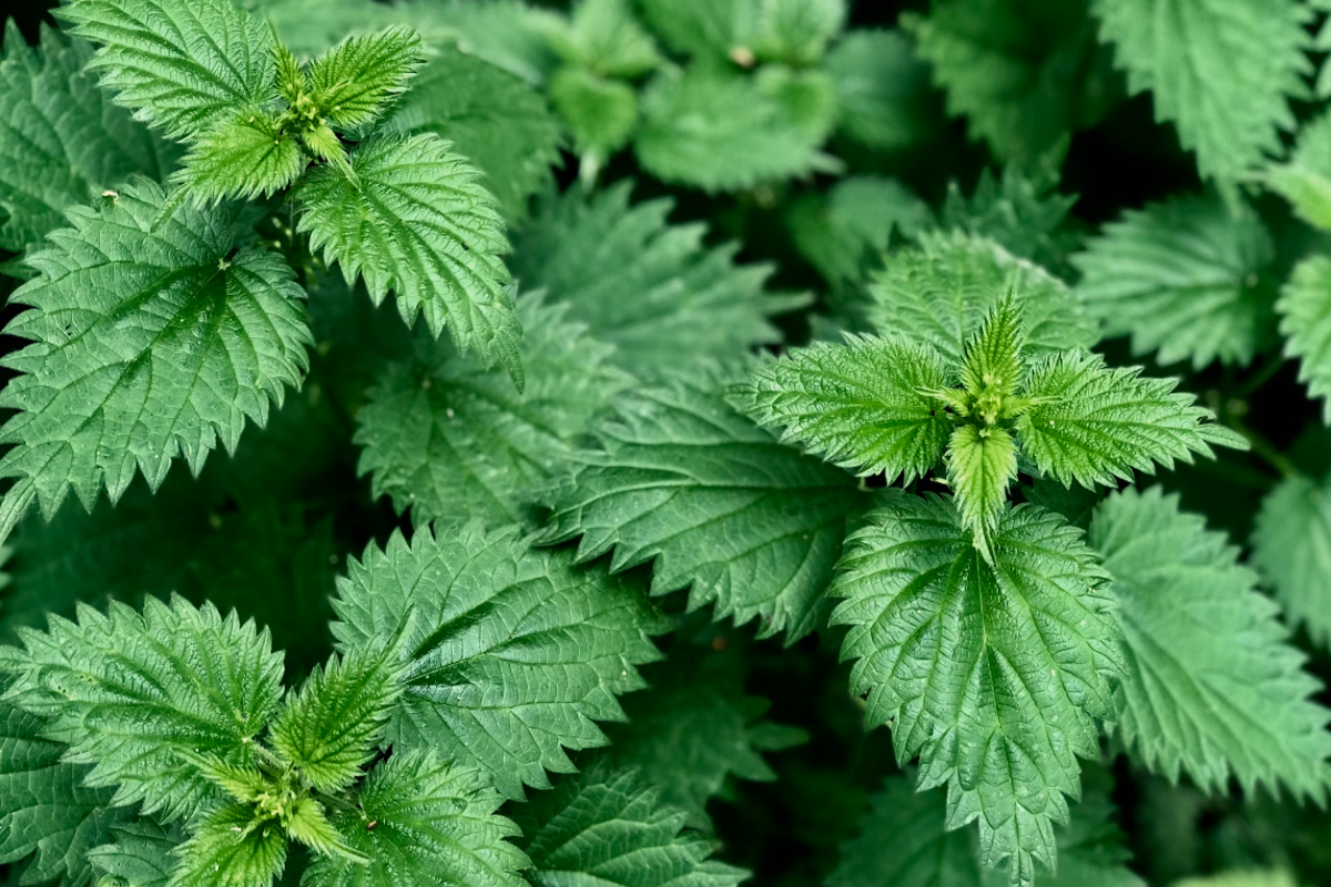 Nettle - Stinging