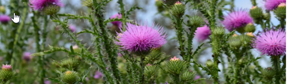 Milk Thistle