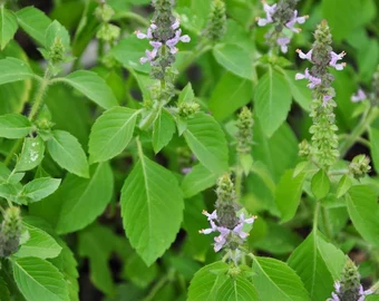 Holy Basil - Tulsi
