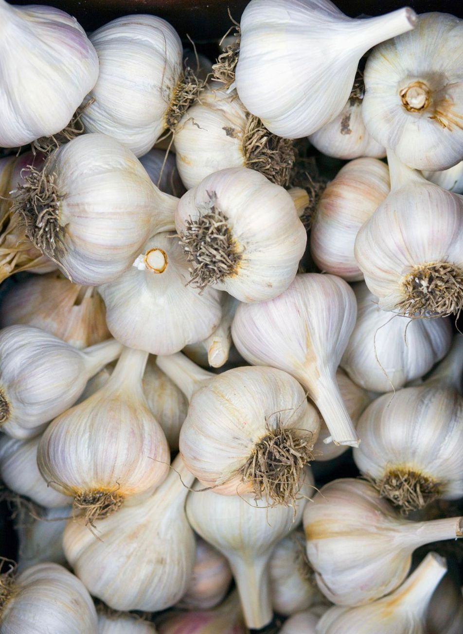 Garlic 