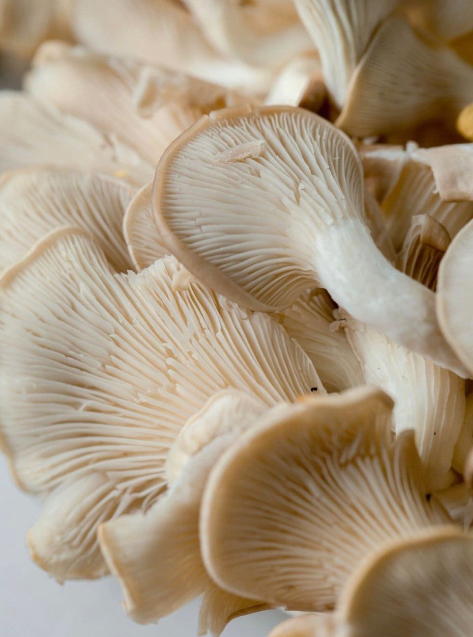 Fresh Oyster Mushrooms