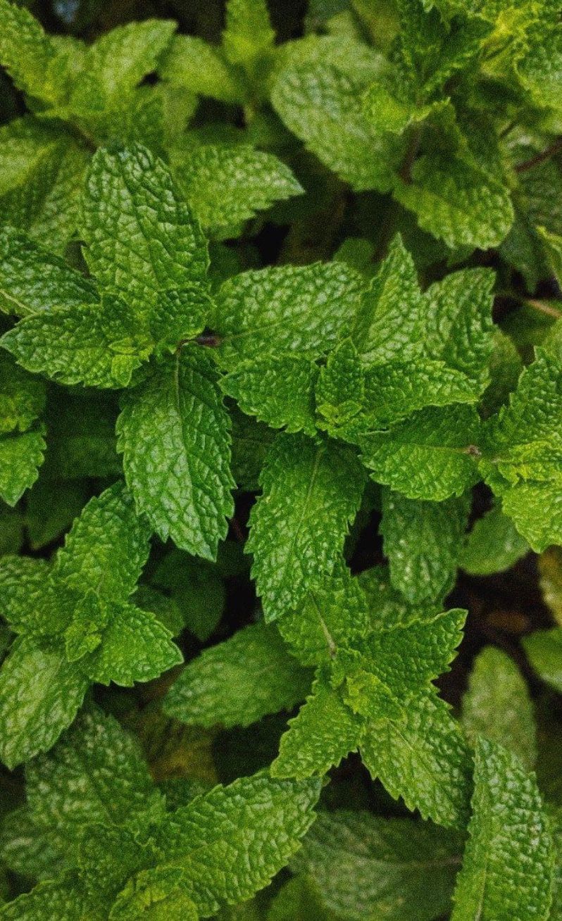 Fresh Mint Leaves