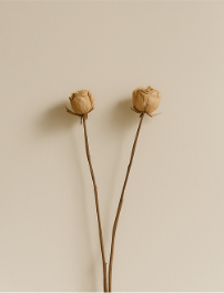 VÍNCULOS AFETIVOS — INDIVIDUAL, CASAL E FAMÍLIA