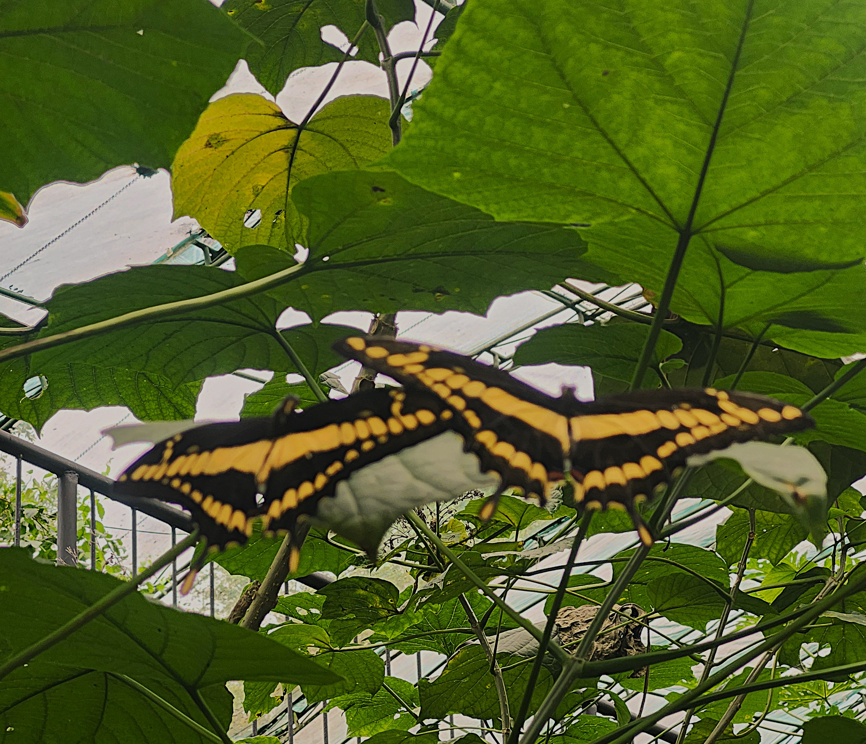 Coaching Package 12 sessions