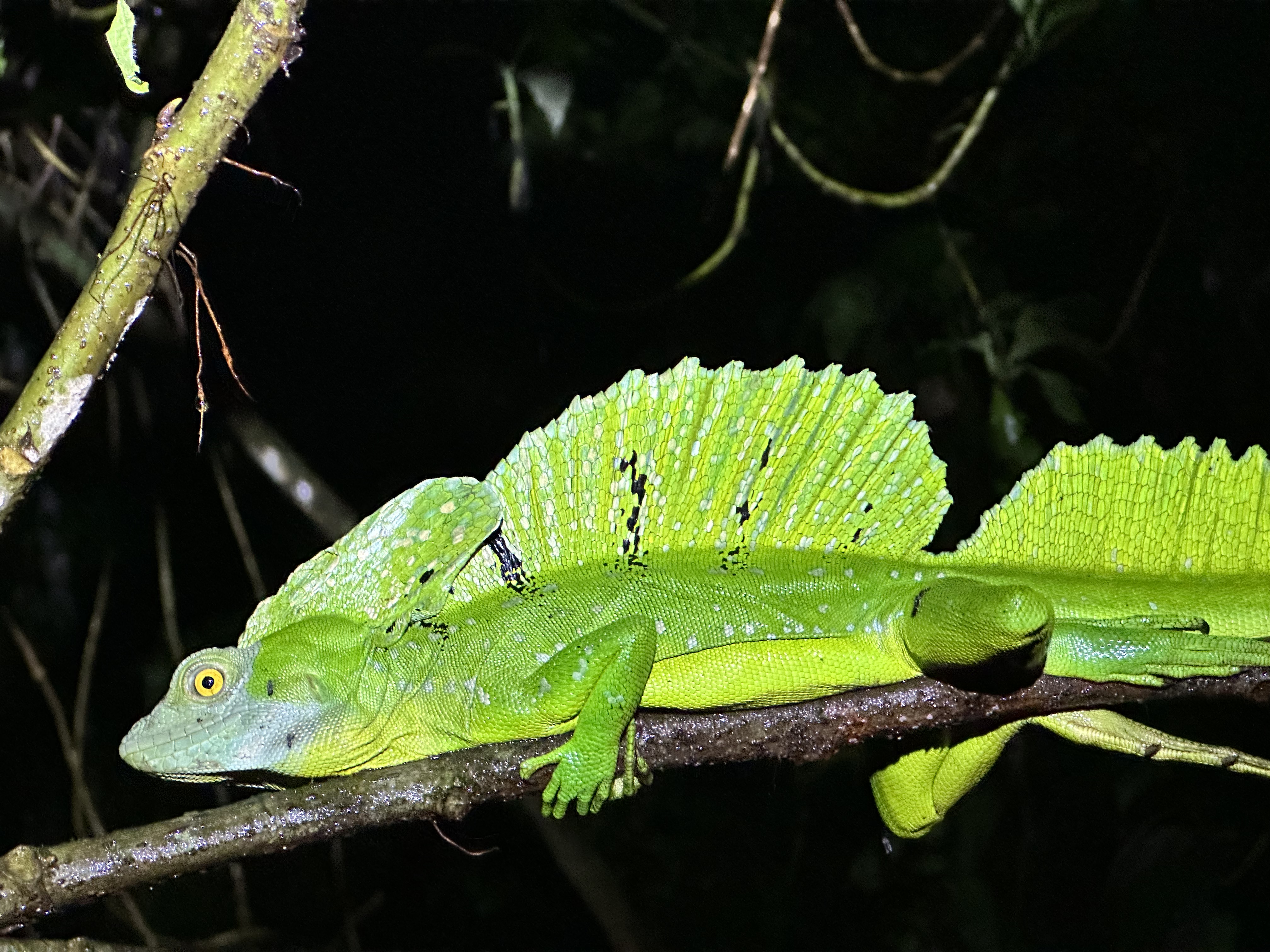 La Fortuna Night Walk