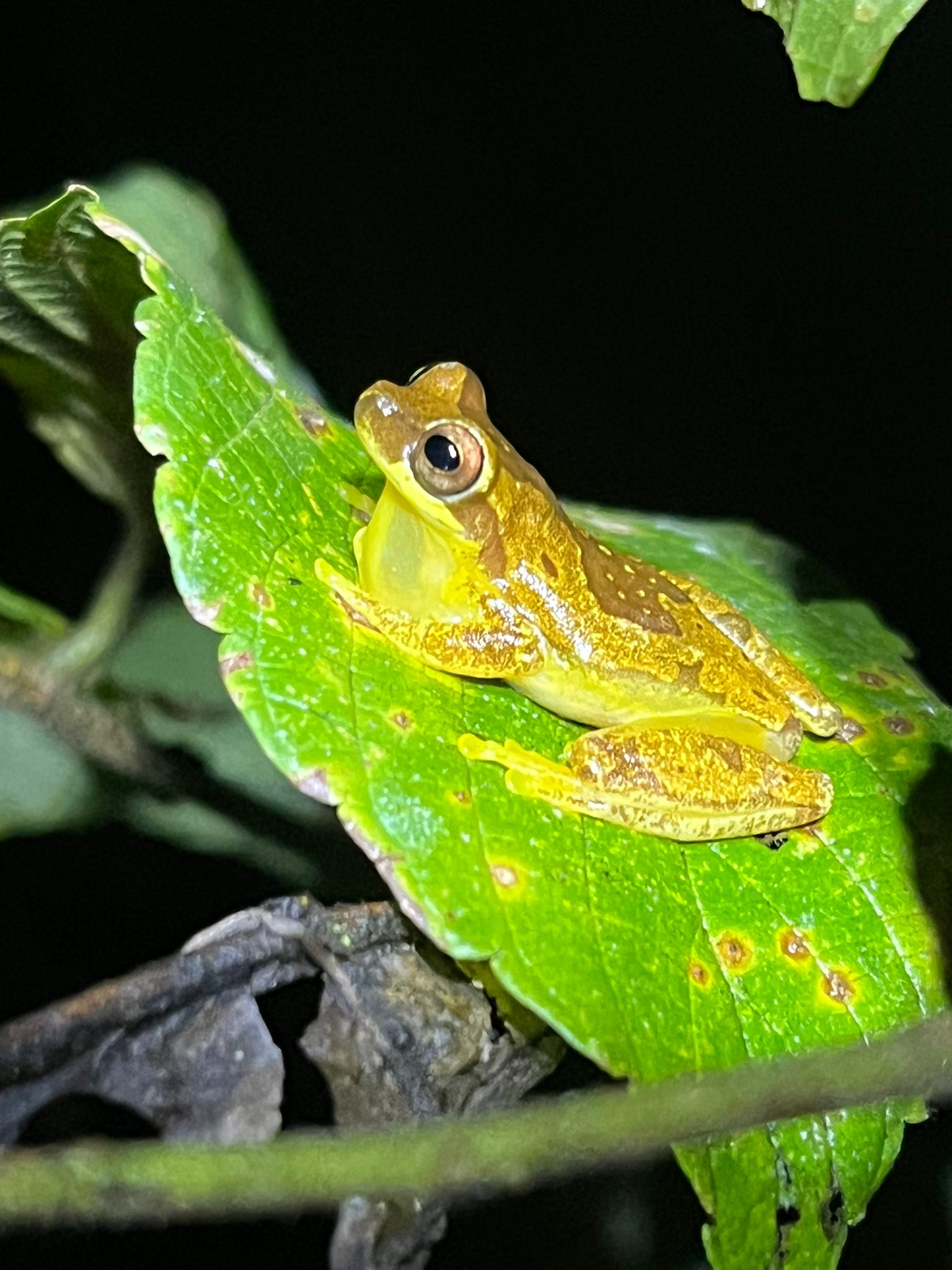 La Fortuna Night Walk