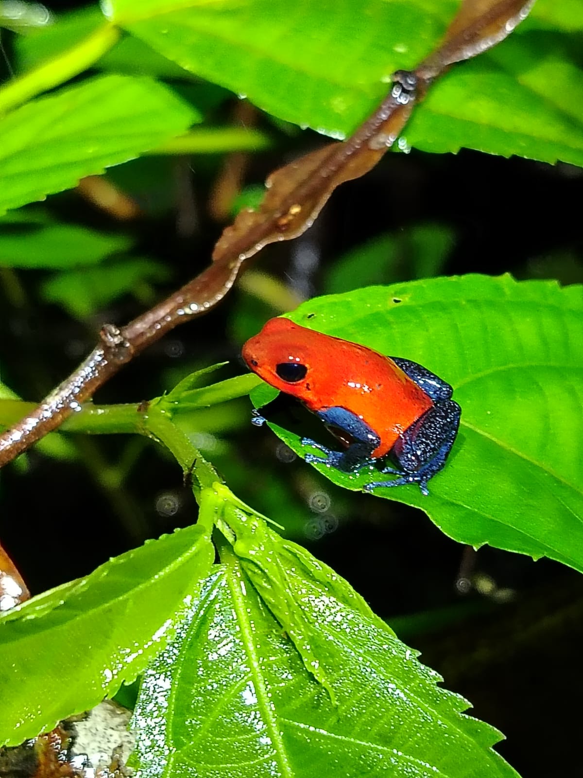 La Fortuna Night Walk