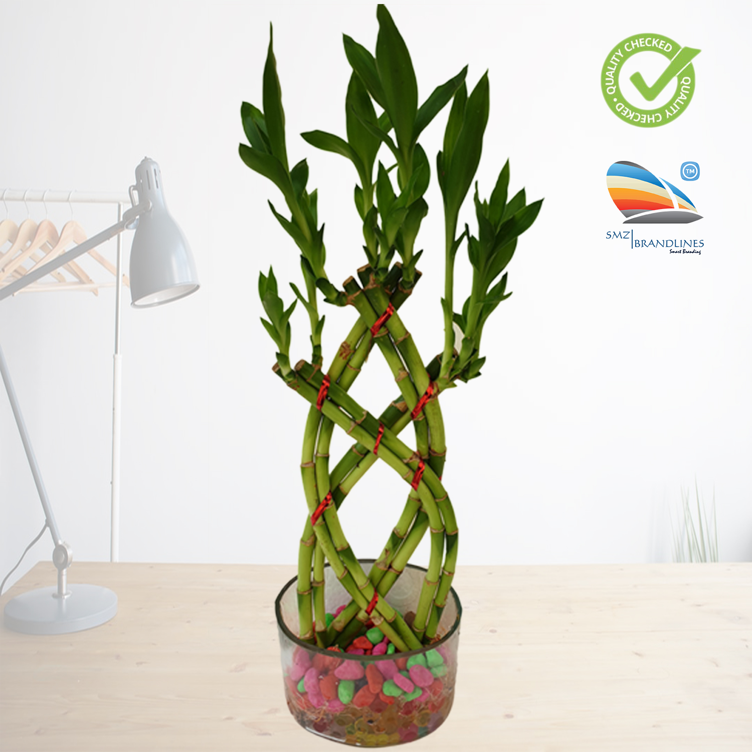 Braided Shape Lucky Bamboo Plant