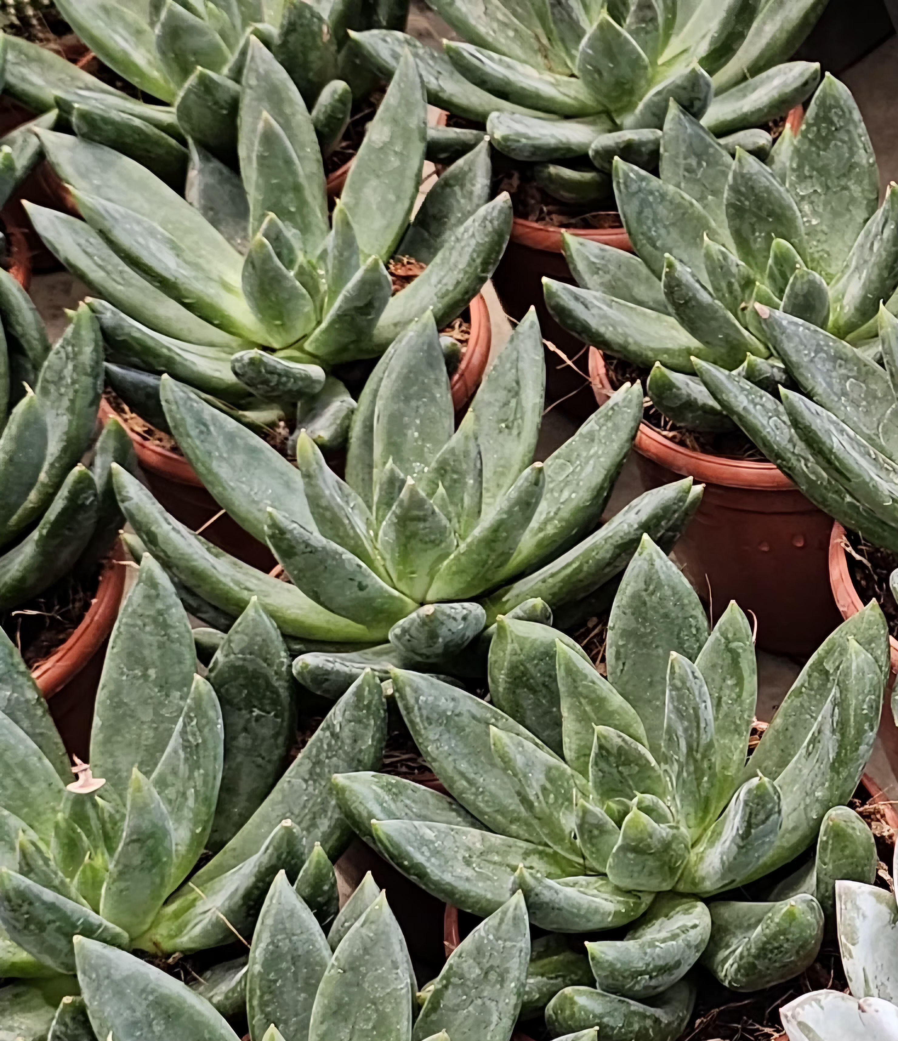 Green Succulent Plant