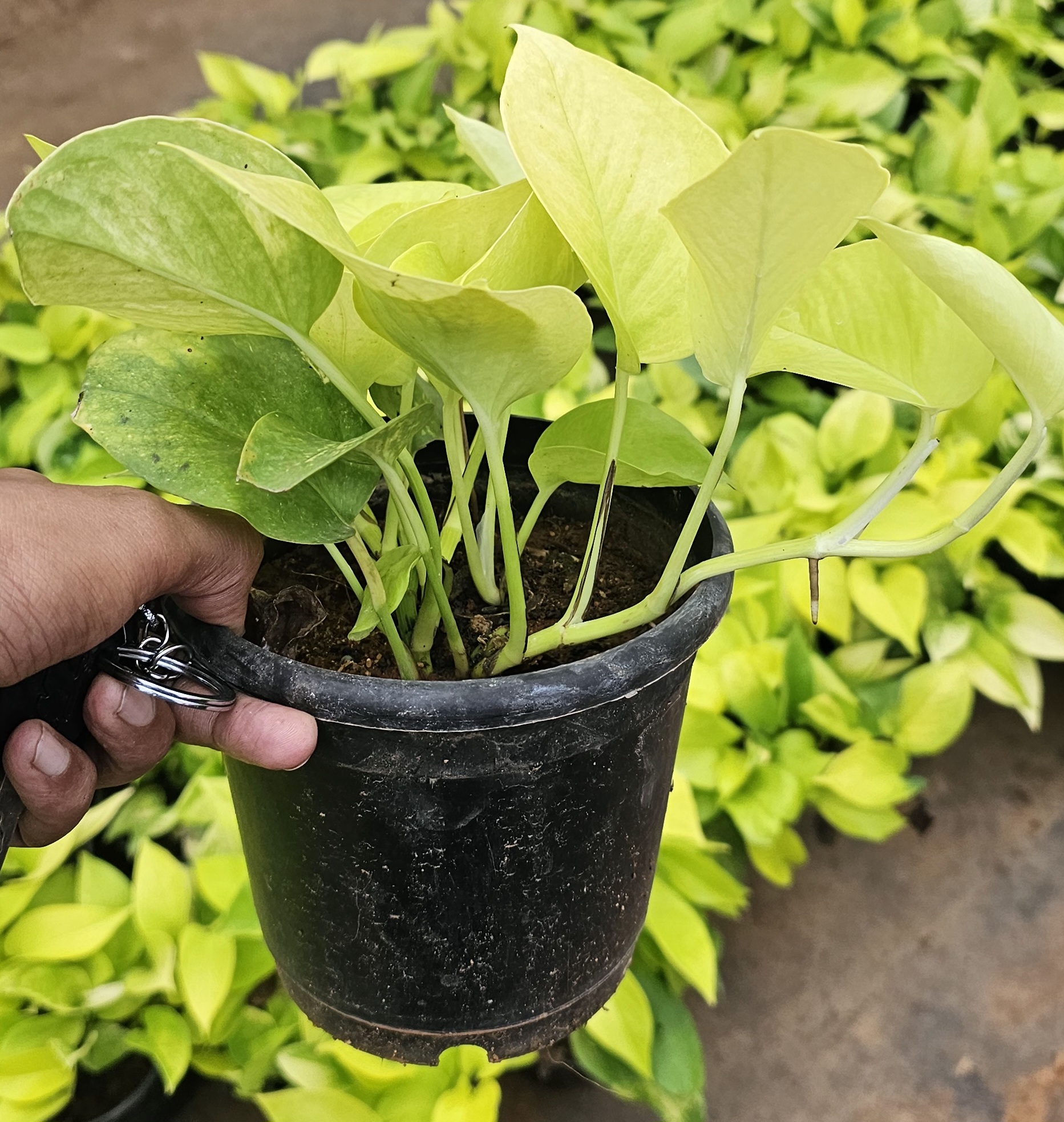 Golden Pothos Plant
