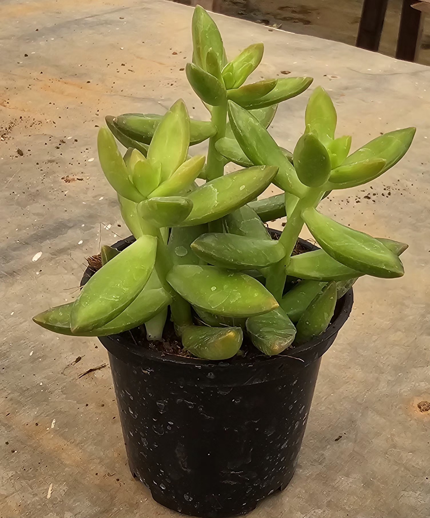 Green Succulent Plant in Pot