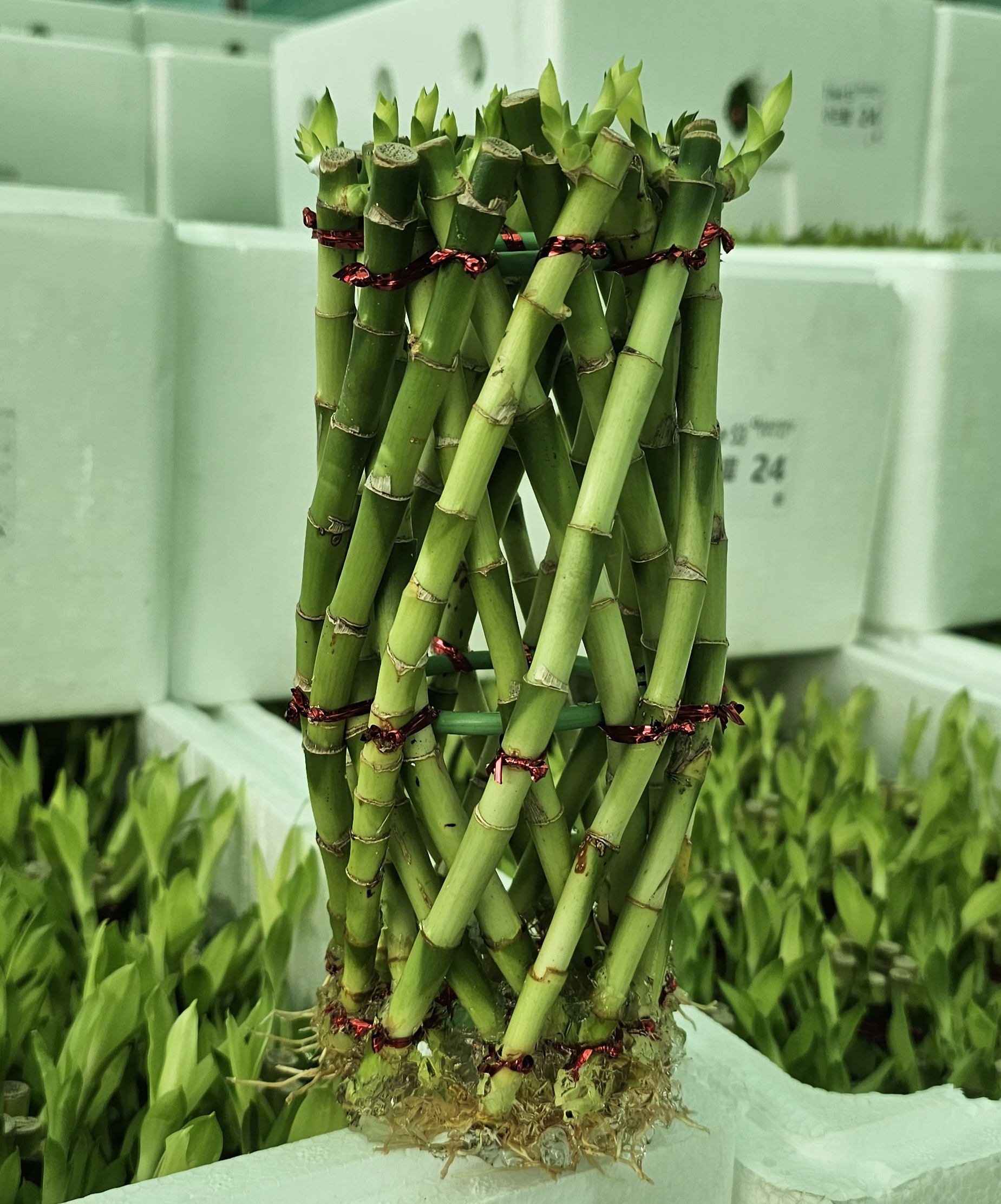 Lucky Bamboo Arrangement