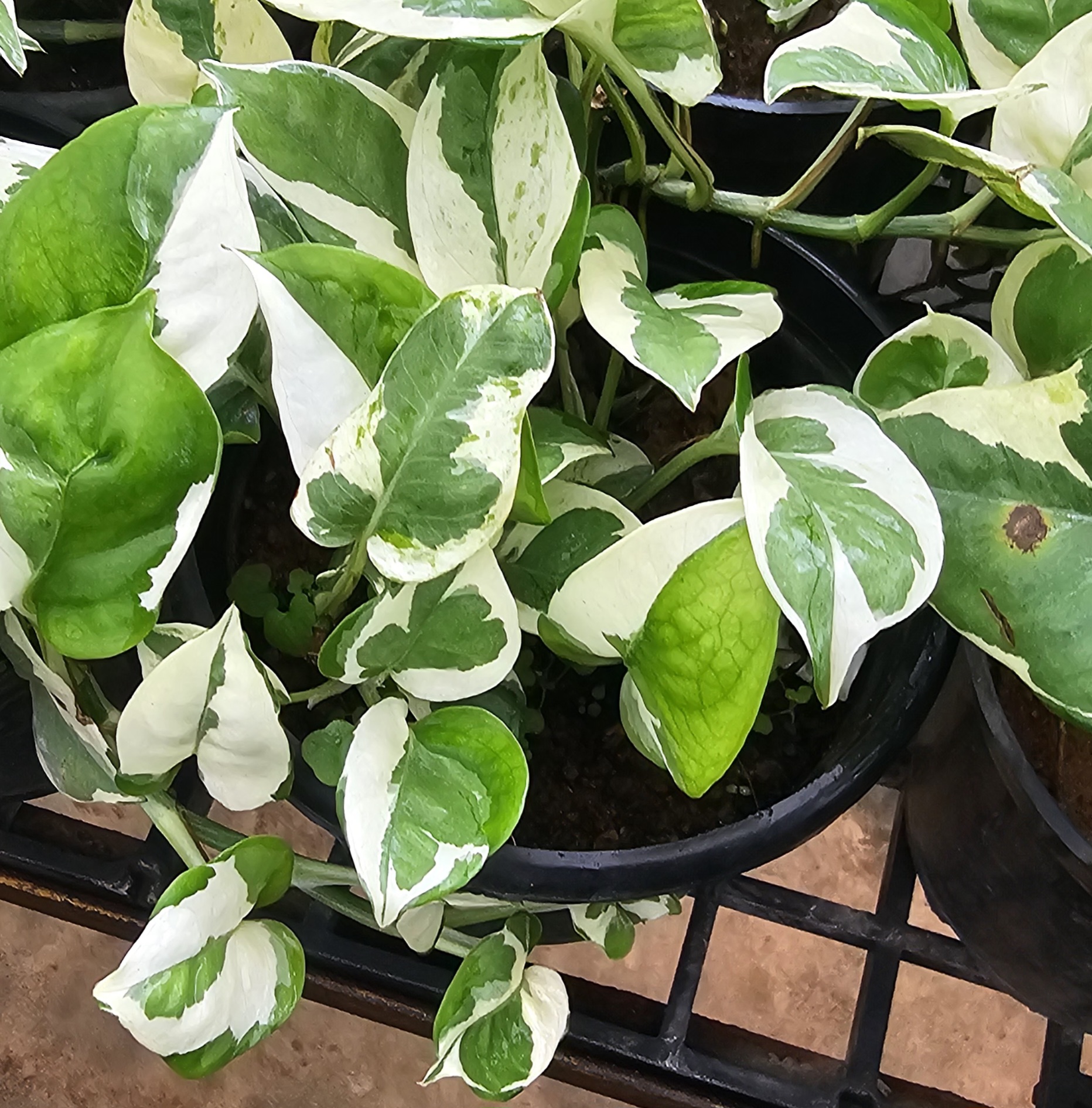 Pothos N’Joy Plant