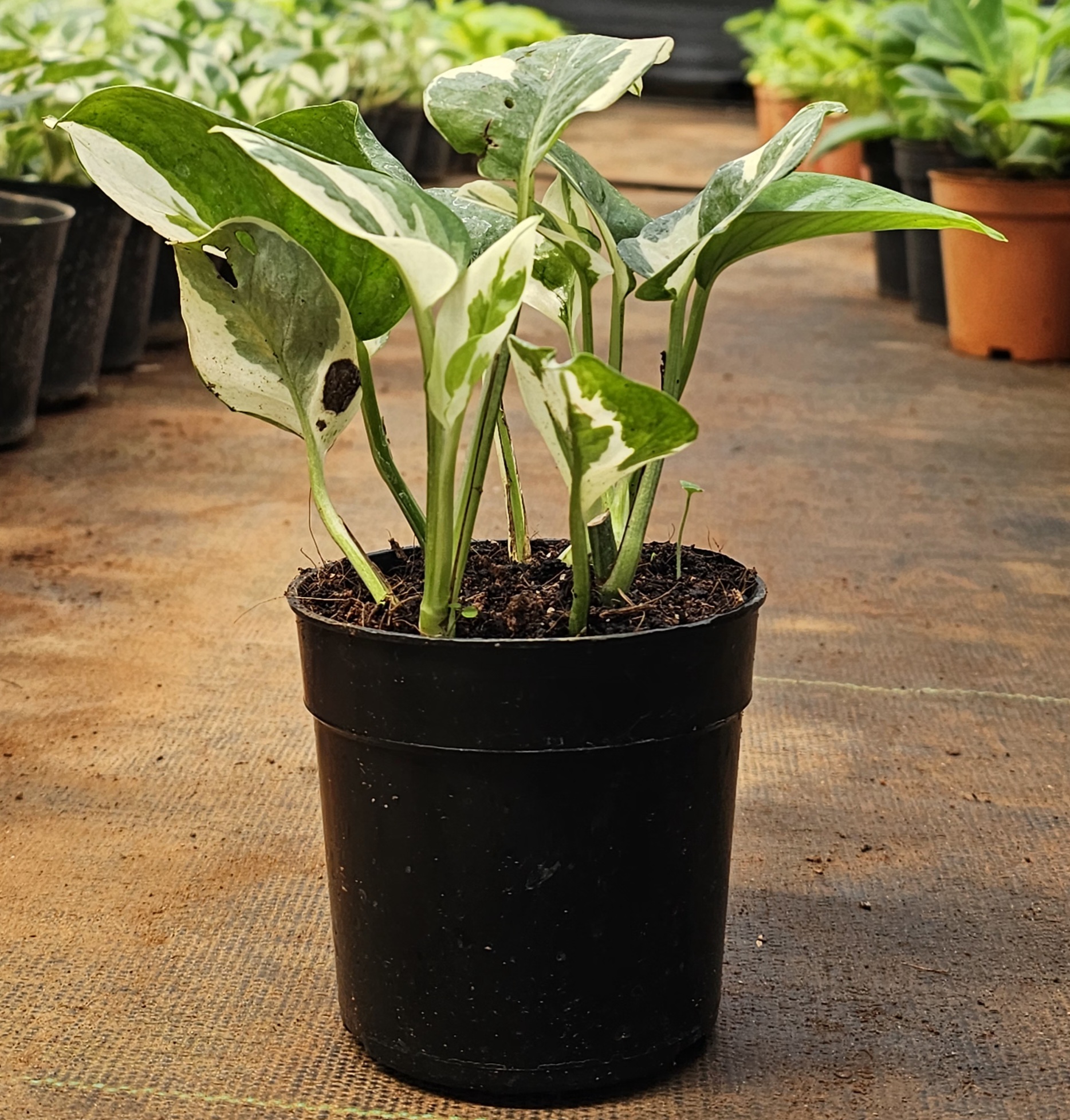 Variegated Syngonium Plant