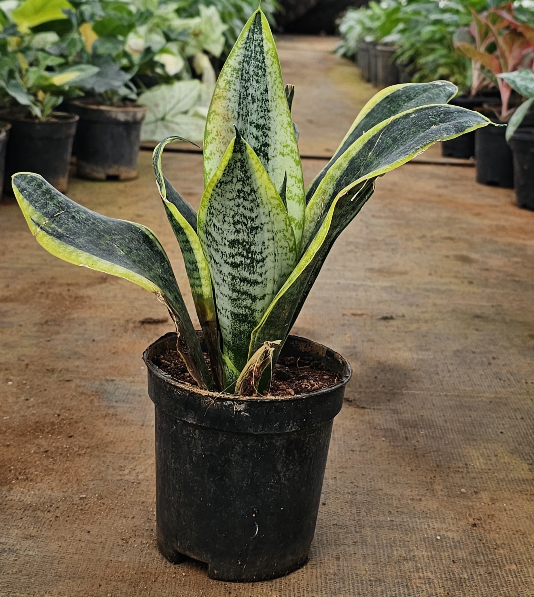 Snake Plant (Sansevieria trifasciata)