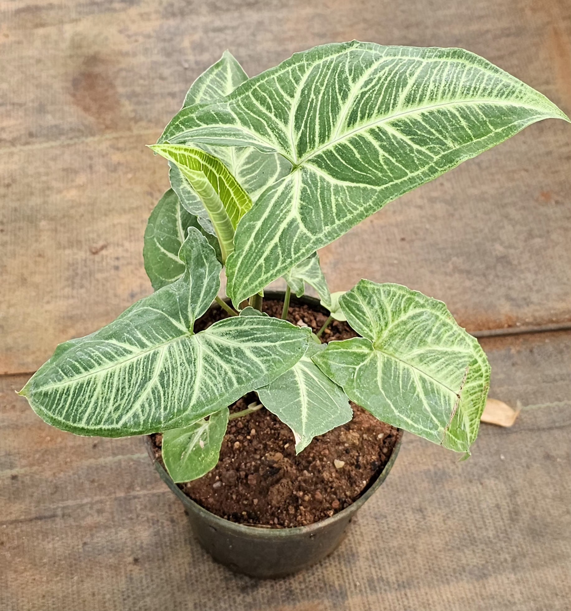 Arrowhead Plant (Syngonium podophyllum)