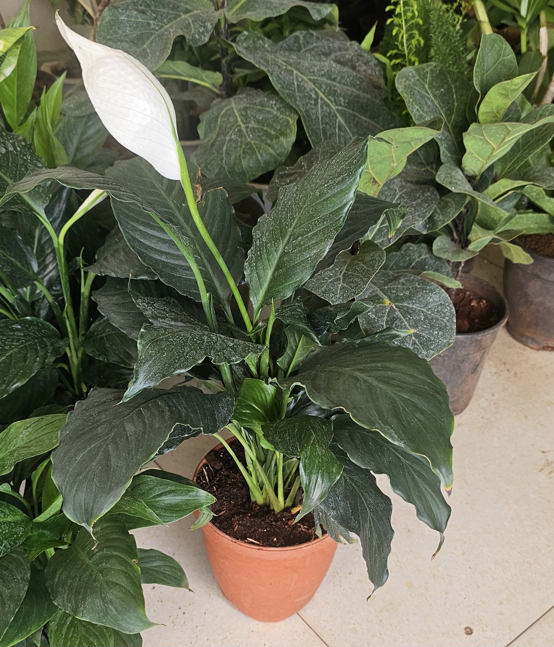 Peace Lily Plant