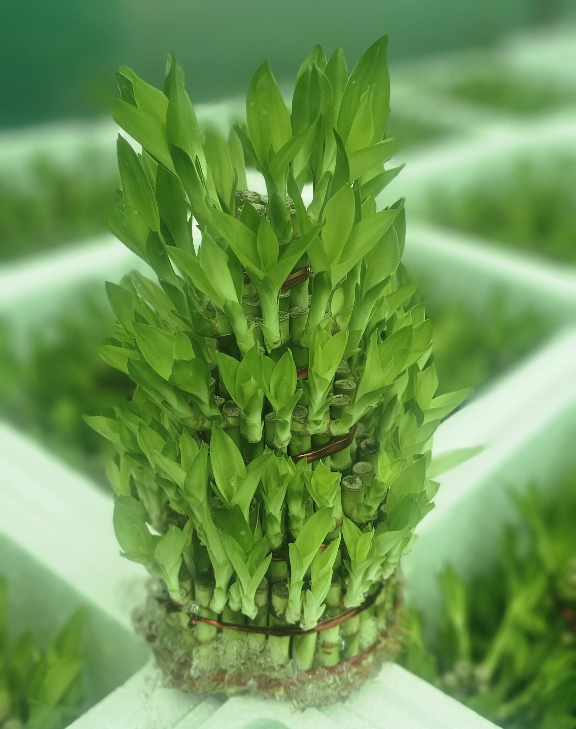 Dendrobium Orchid Seedling Cluster