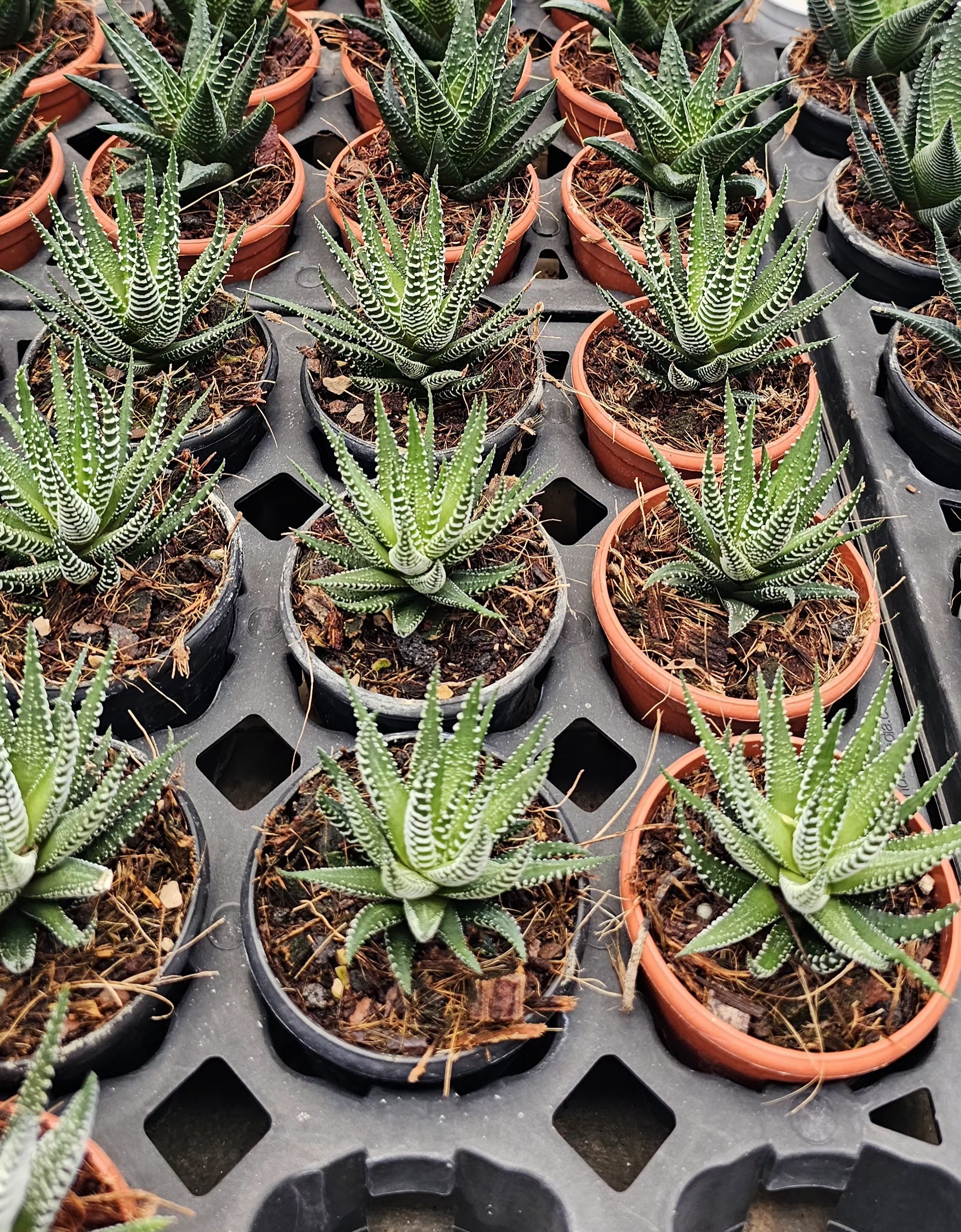 Haworthia Succulent Plant