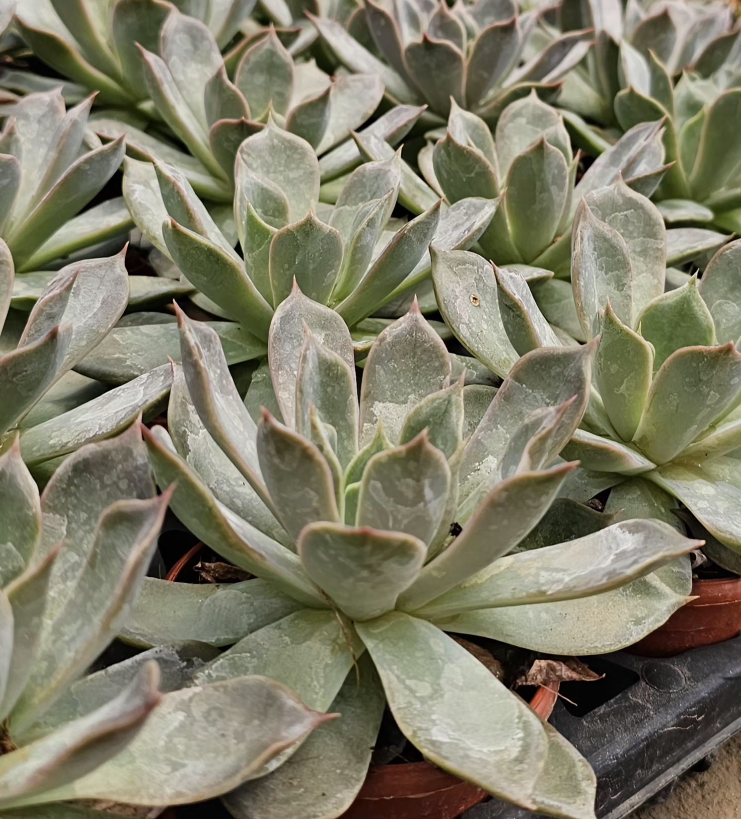 Echeveria Succulent