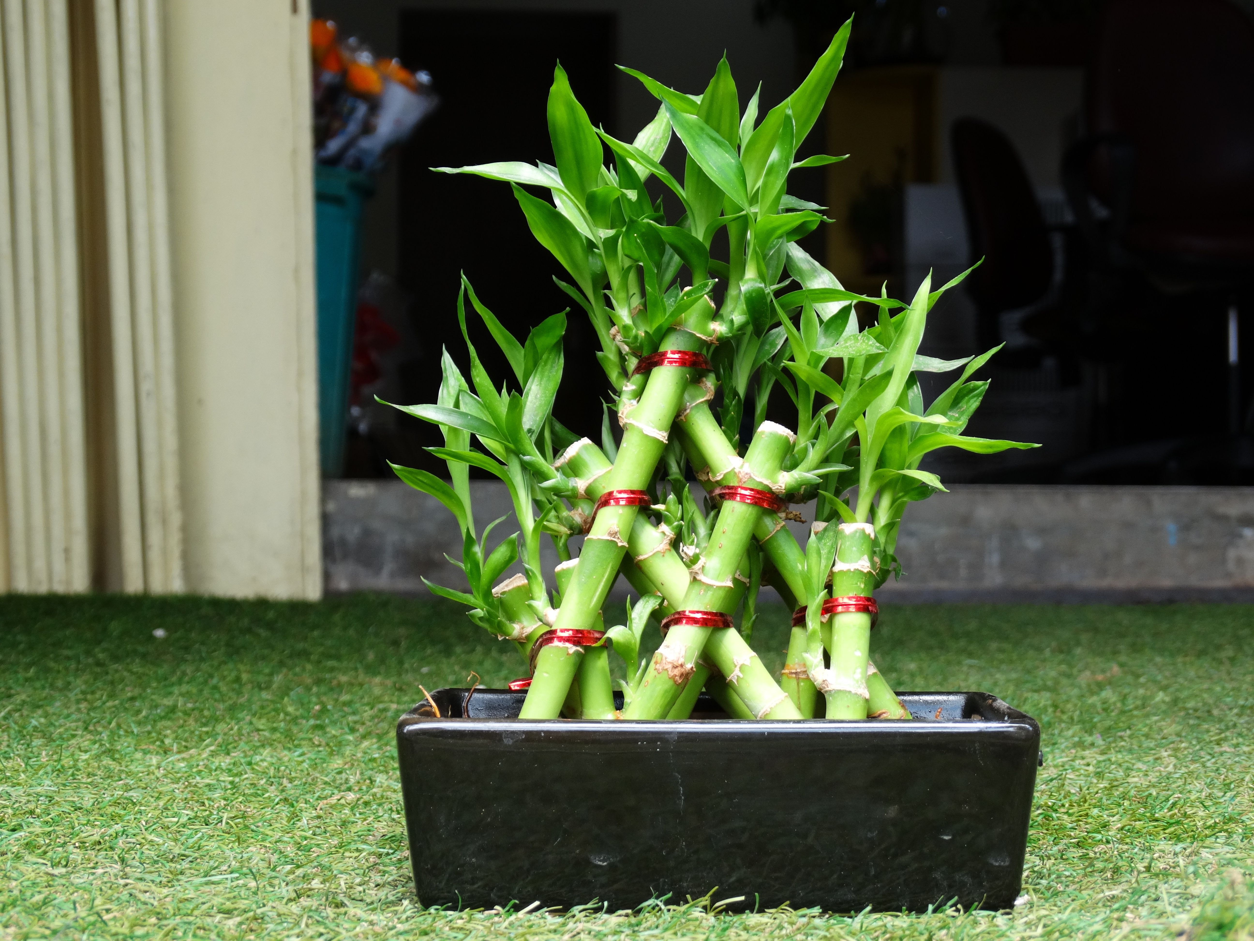 Lucky Bamboo Plant