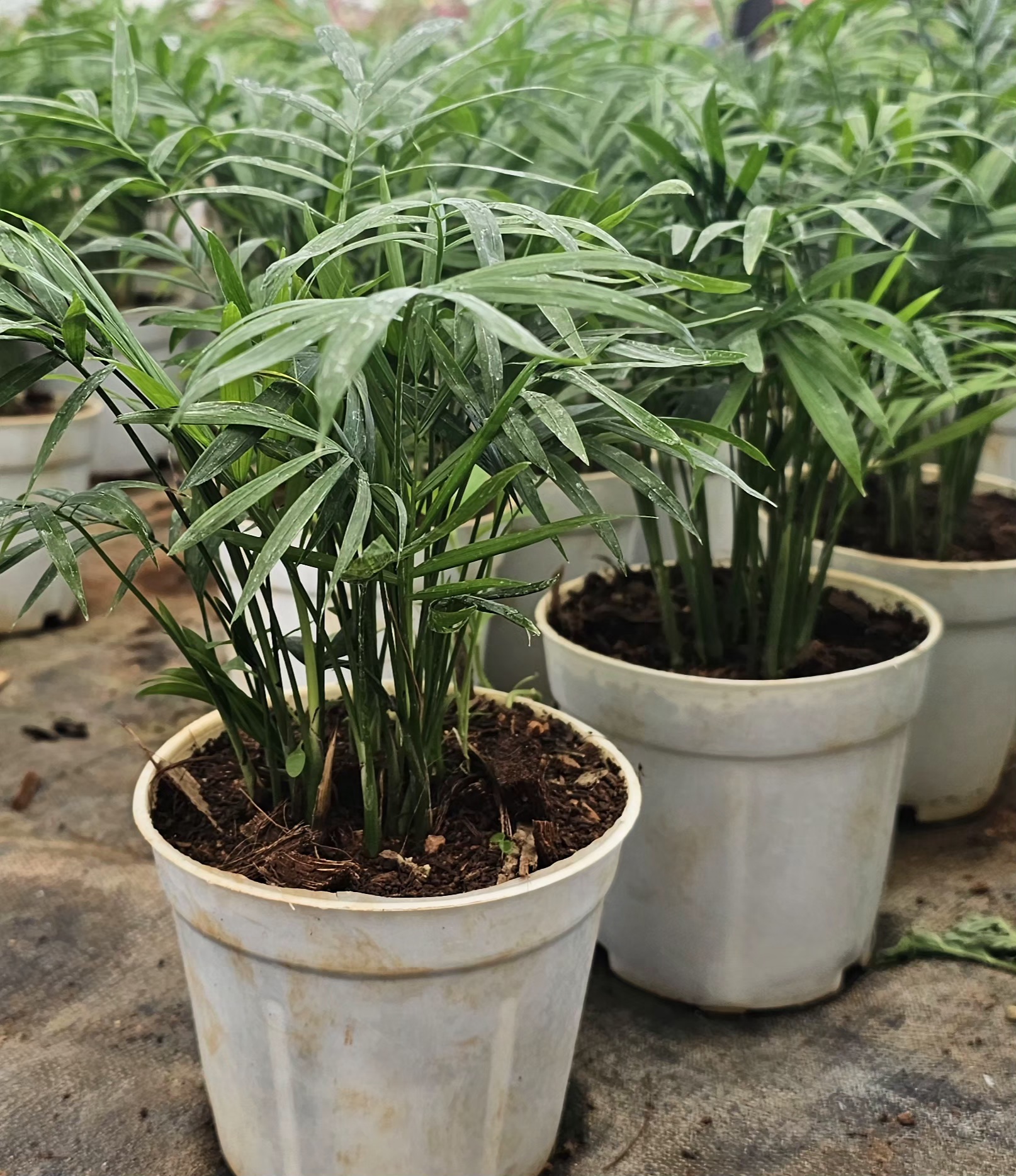 Parlor Palm Plant in White Plastic Pot