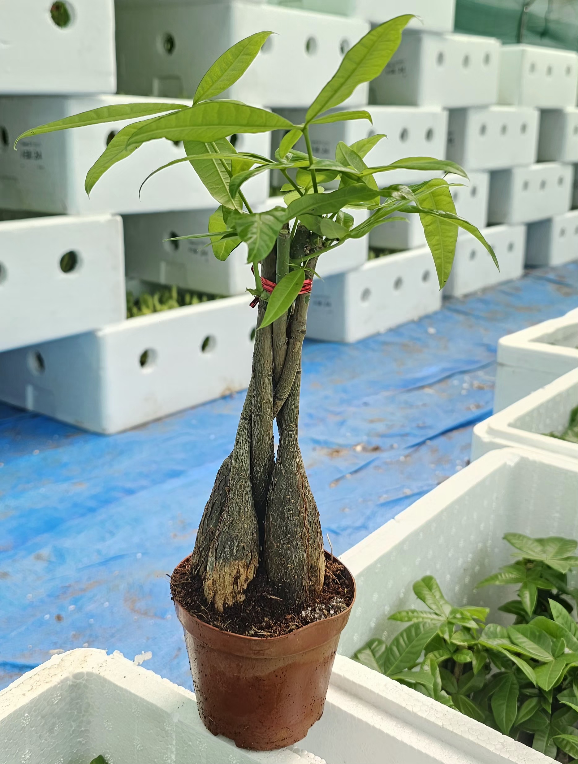 Pachira Aquatica Money Tree