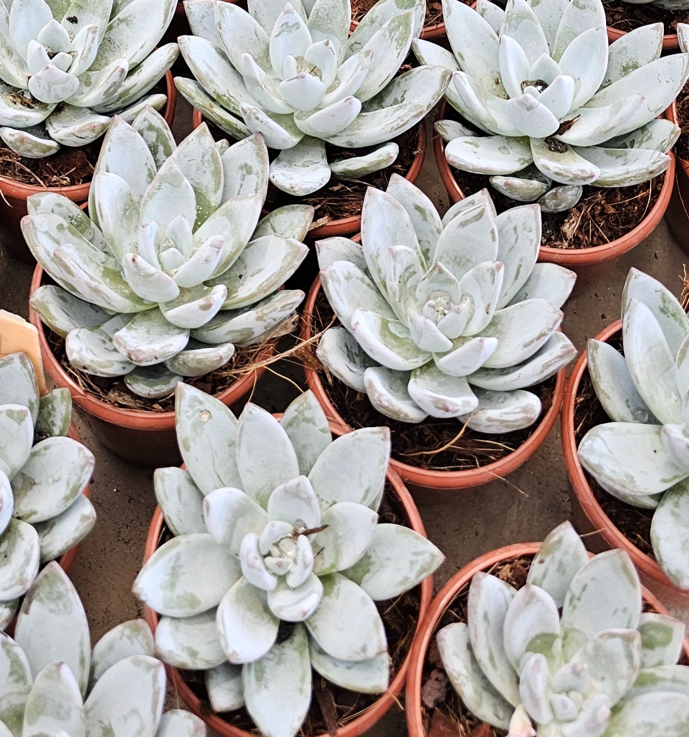 Echeveria Succulent Plant
