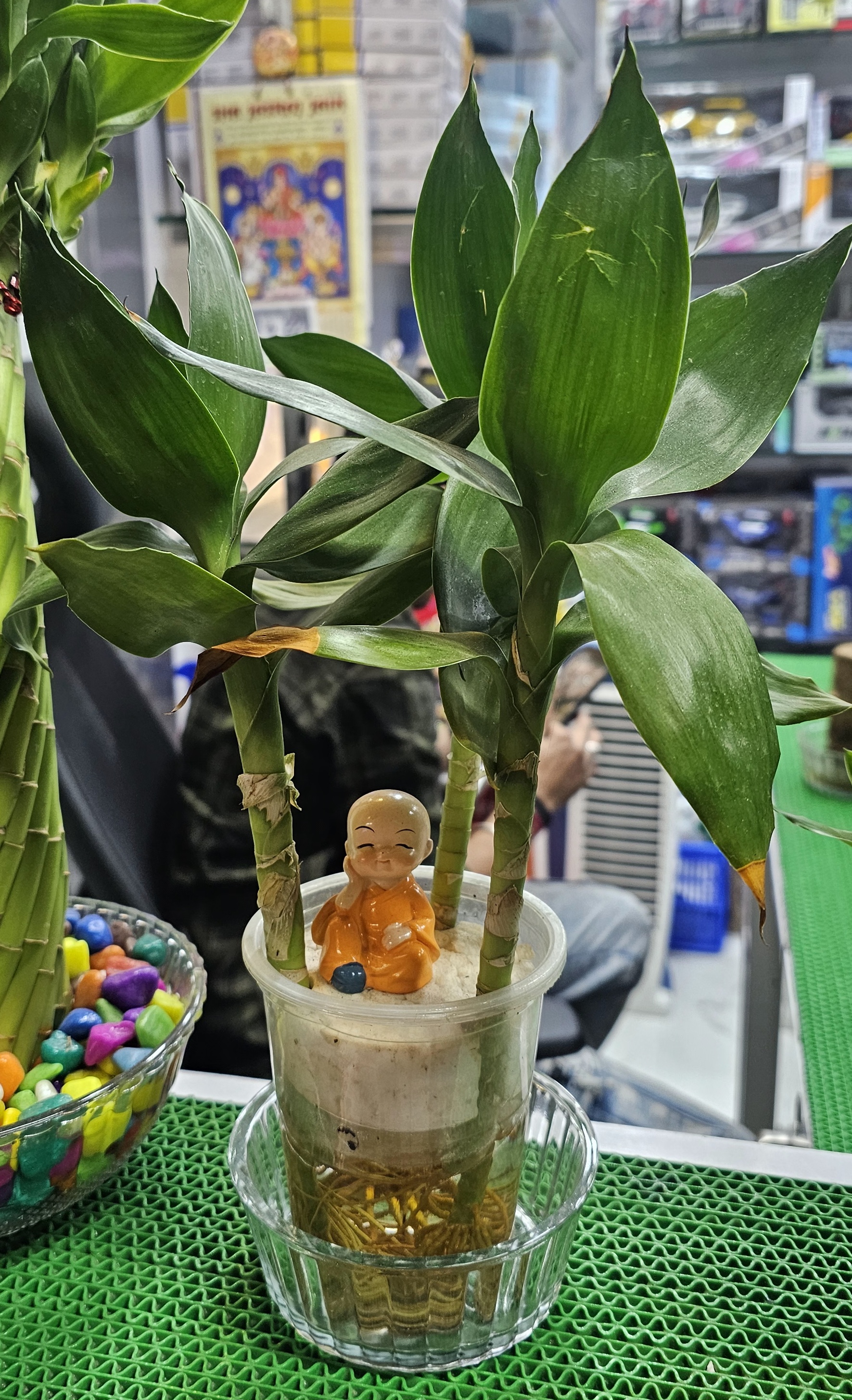 Lucky Bamboo Plant with Monk Figurine