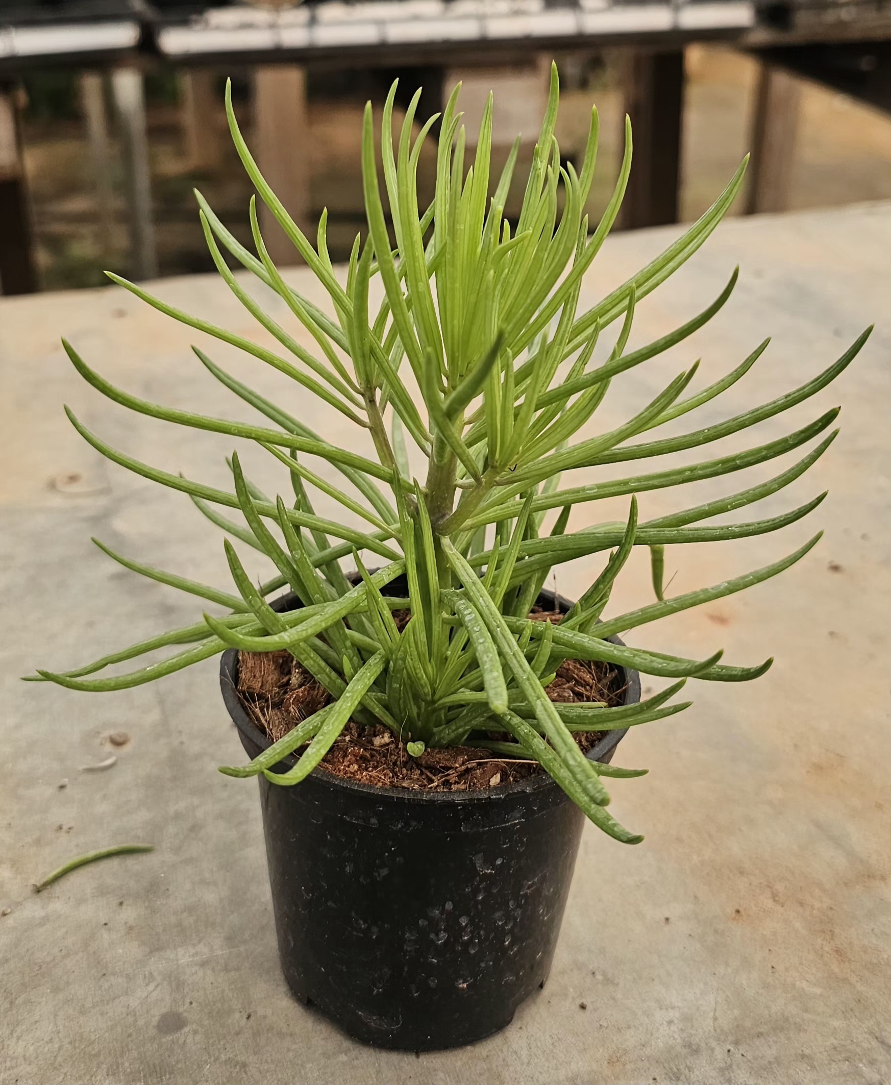 Senecio barbertonicus