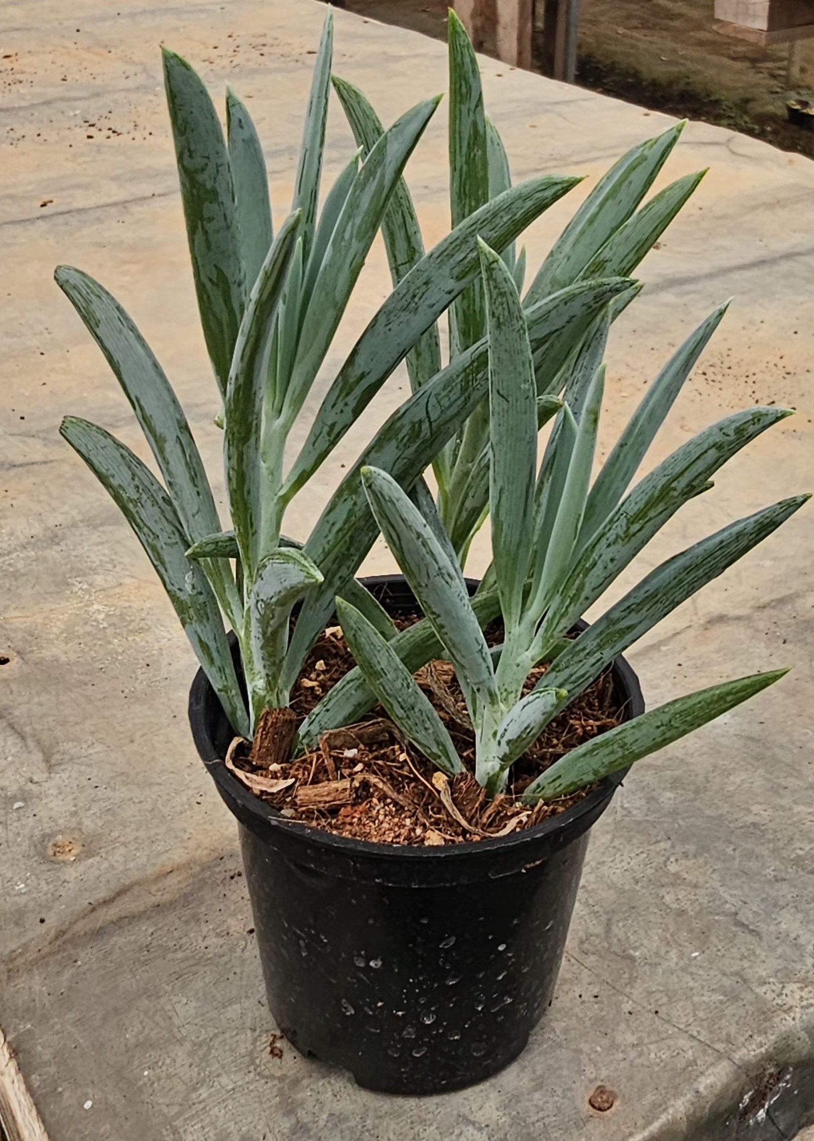 Potted Blue Agave Plant