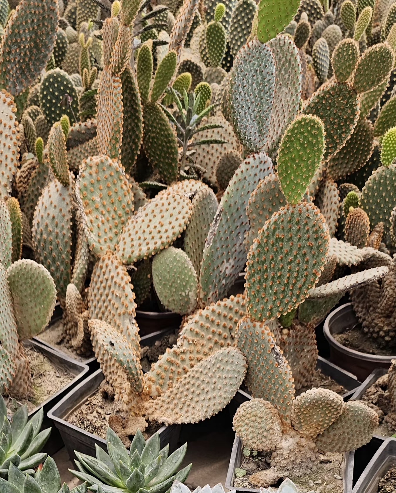 Opuntia Cactus Plant