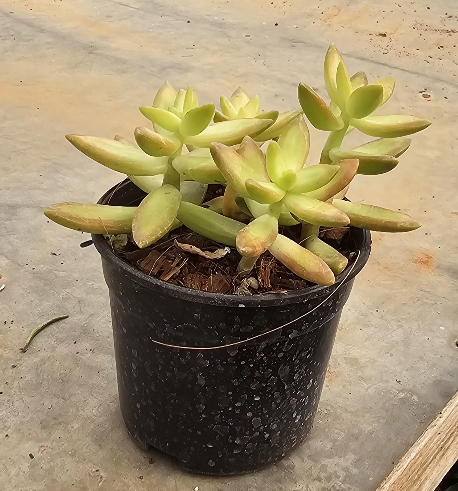 Sedum Succulent Plant