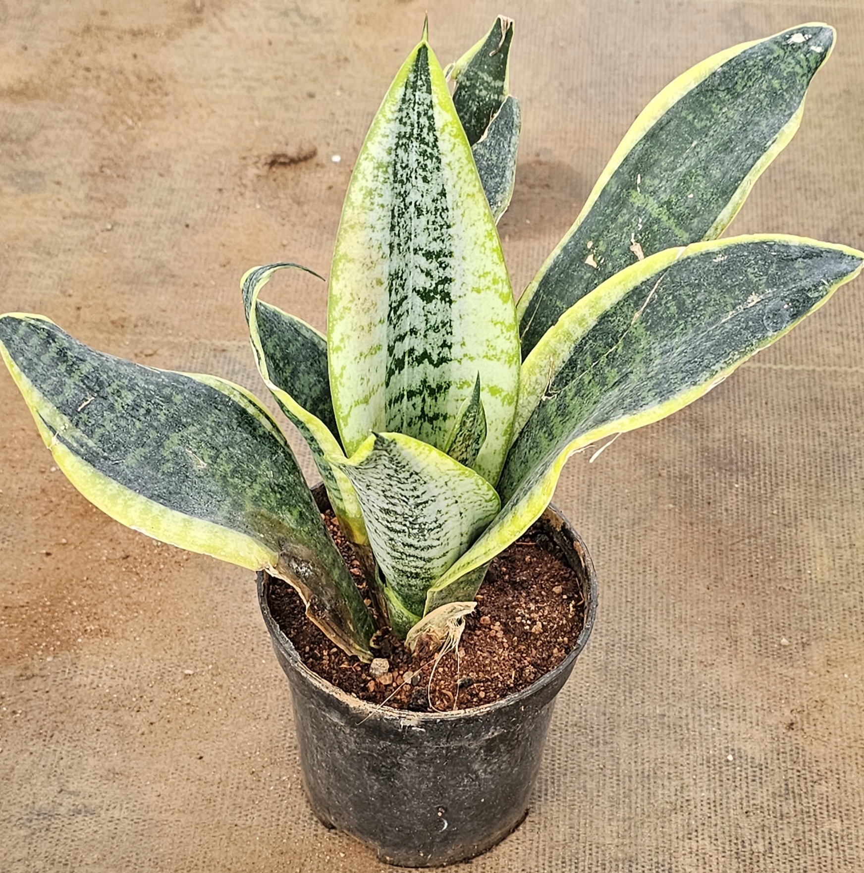 Sansevieria Plant (Snake Plant)