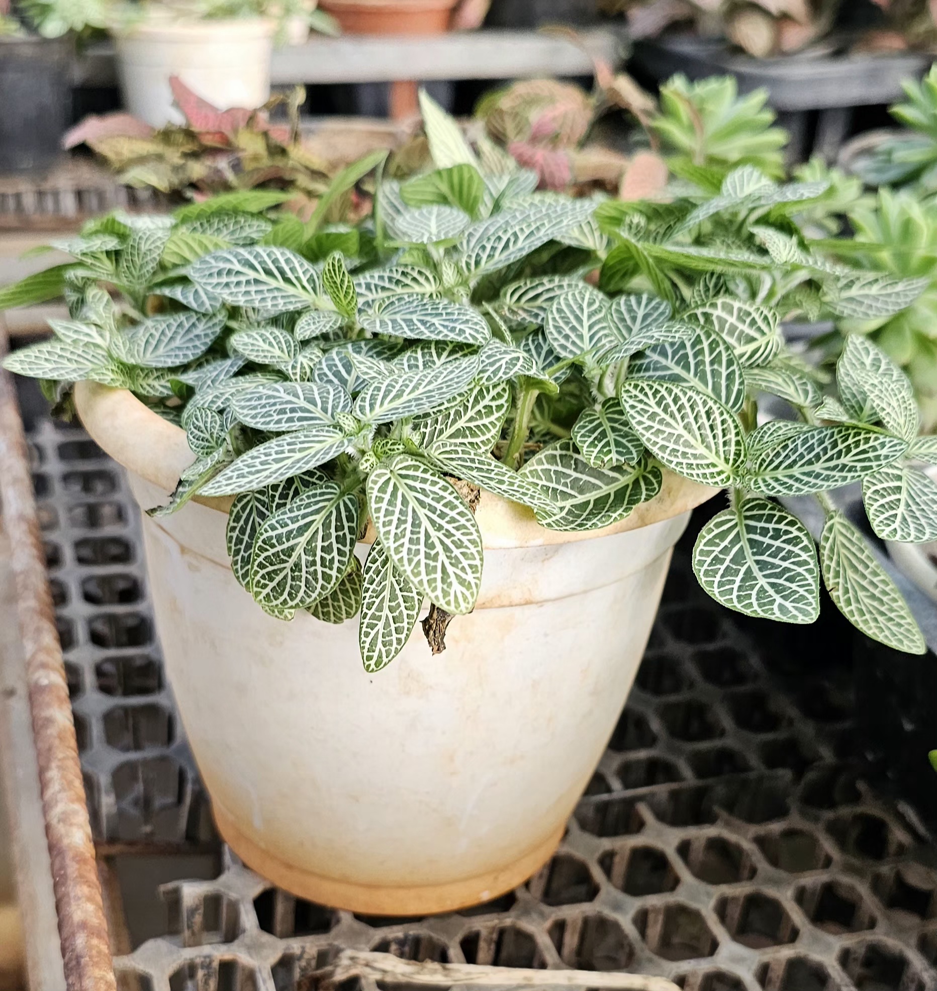 Fittonia albivenis (Nerve Plant) in Pot